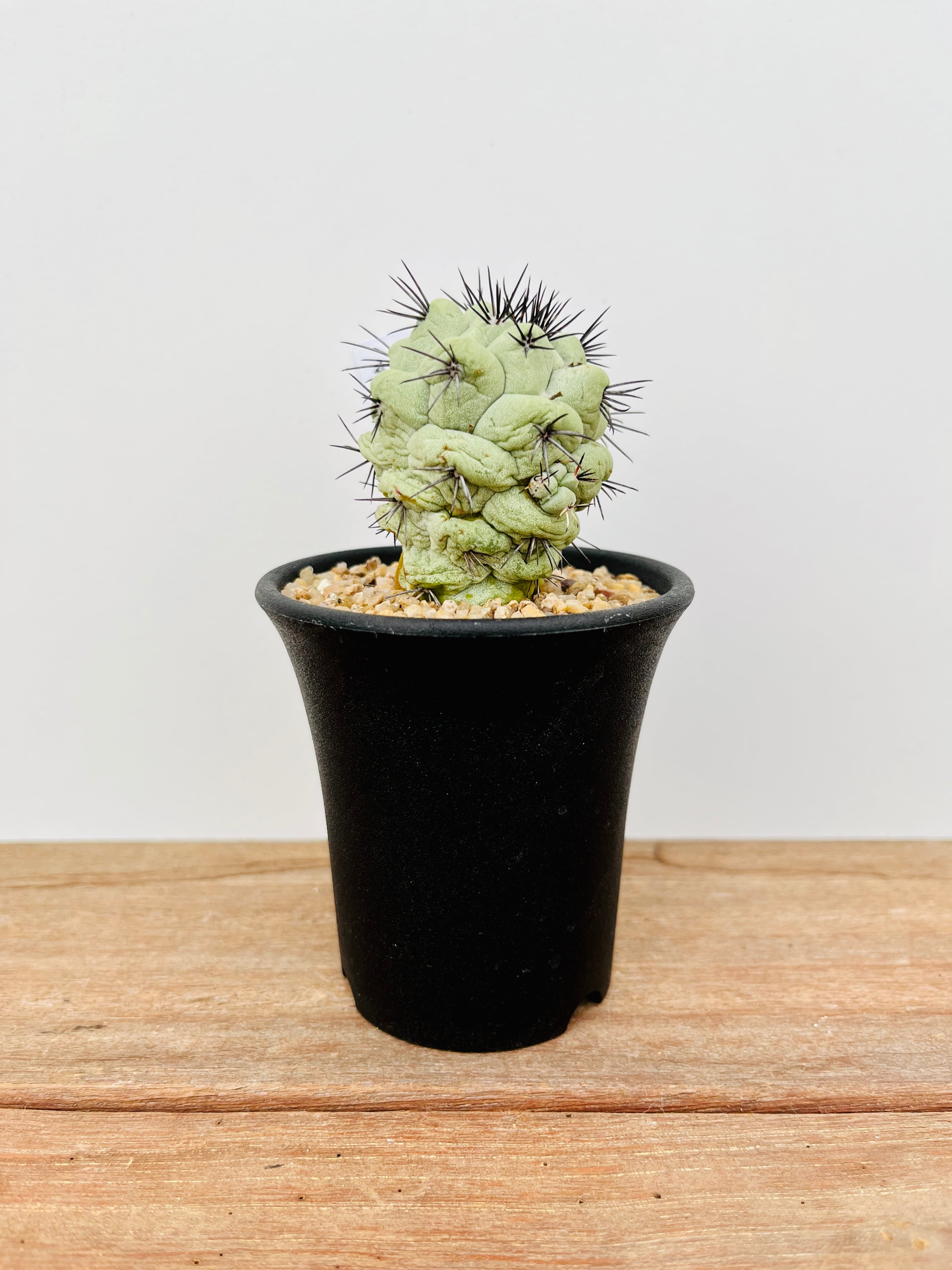 Ortegocactus macdougallii オルテゴカクタス マクドガリー サボテン