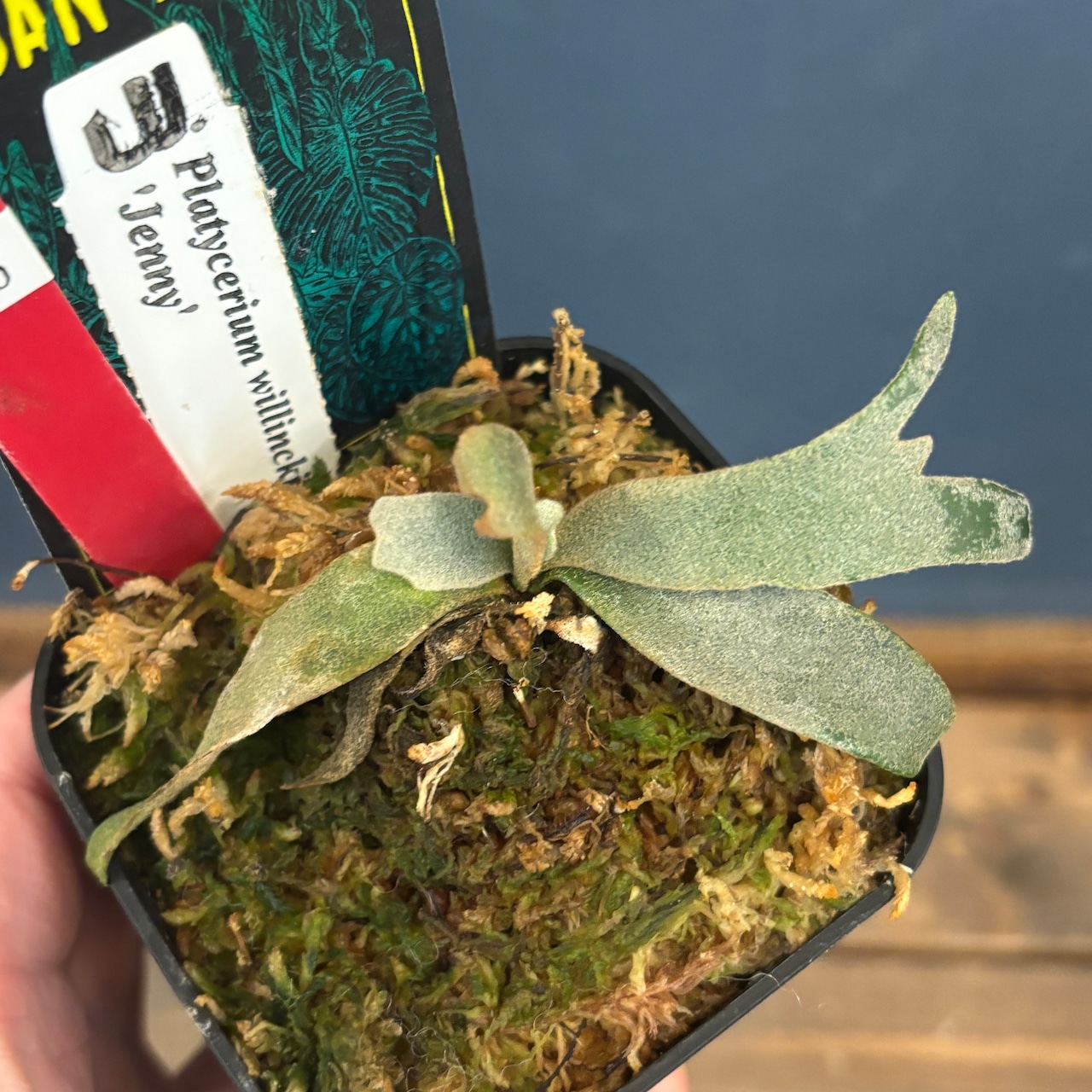 【クリアランス】ビカクシダ　ジェニー　P. willinckii 'Jenny'【658】