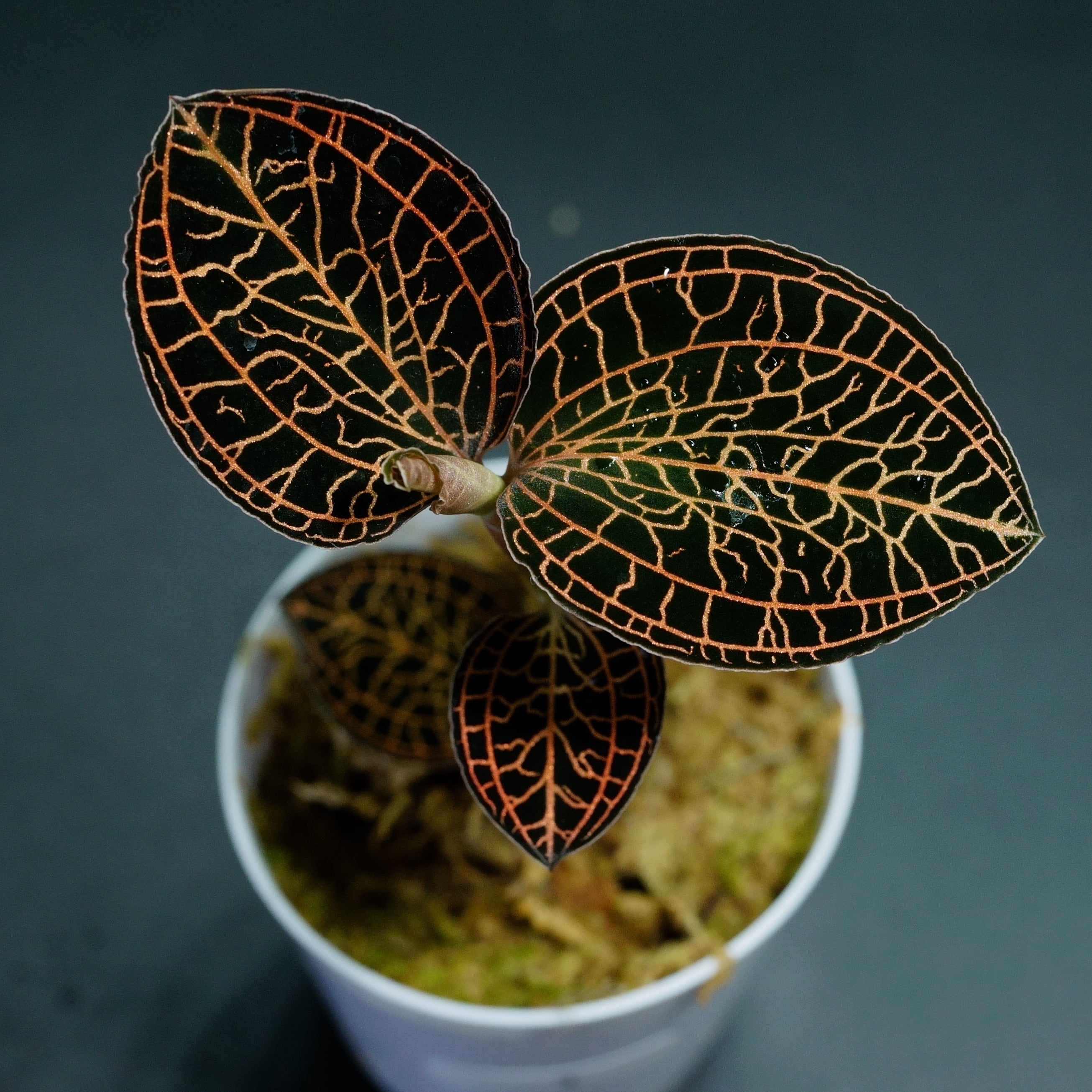 【現品販売】ジュエルオーキッド / アネクトキルス・アルボリネアータス No.2