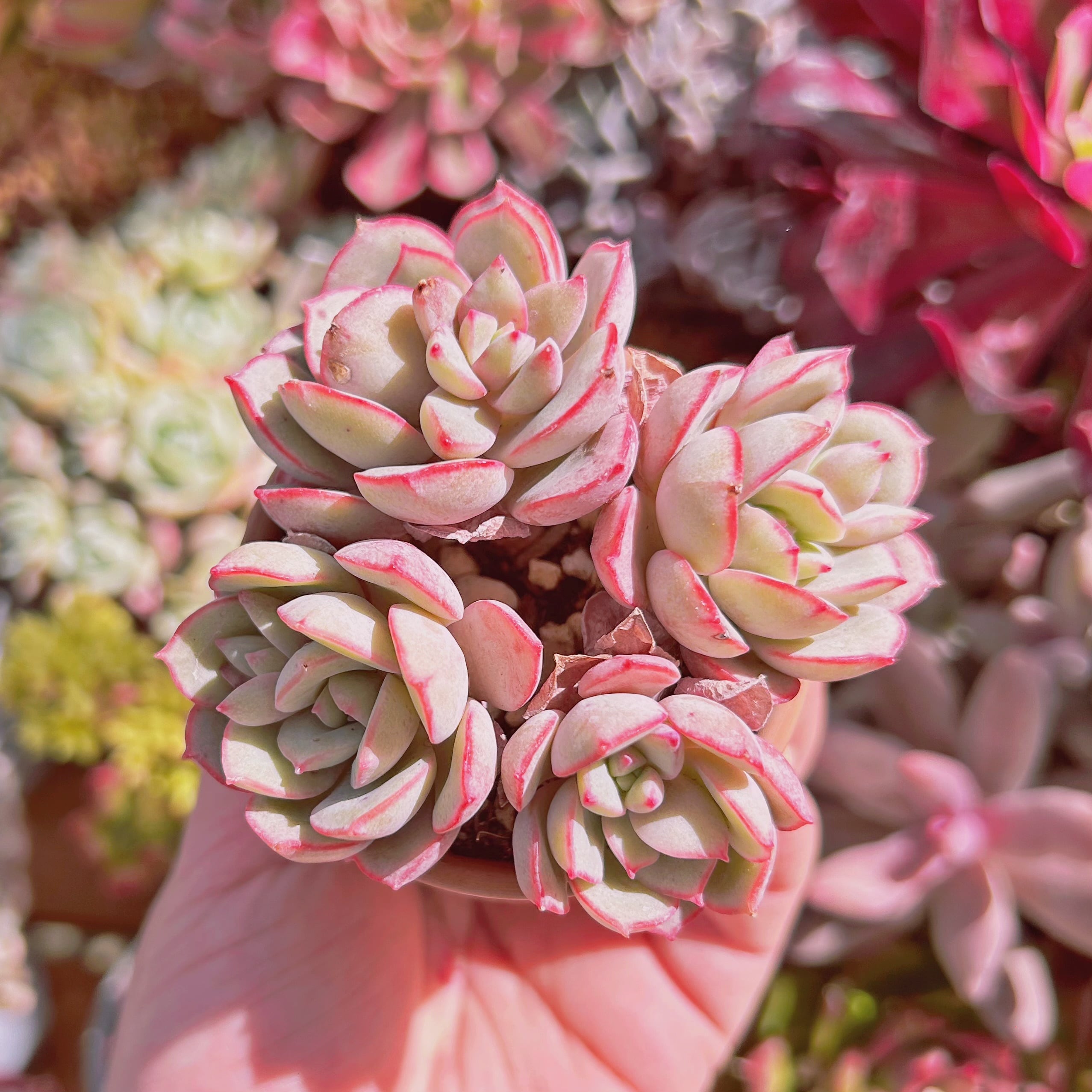 現物　多肉植物　ラウ065