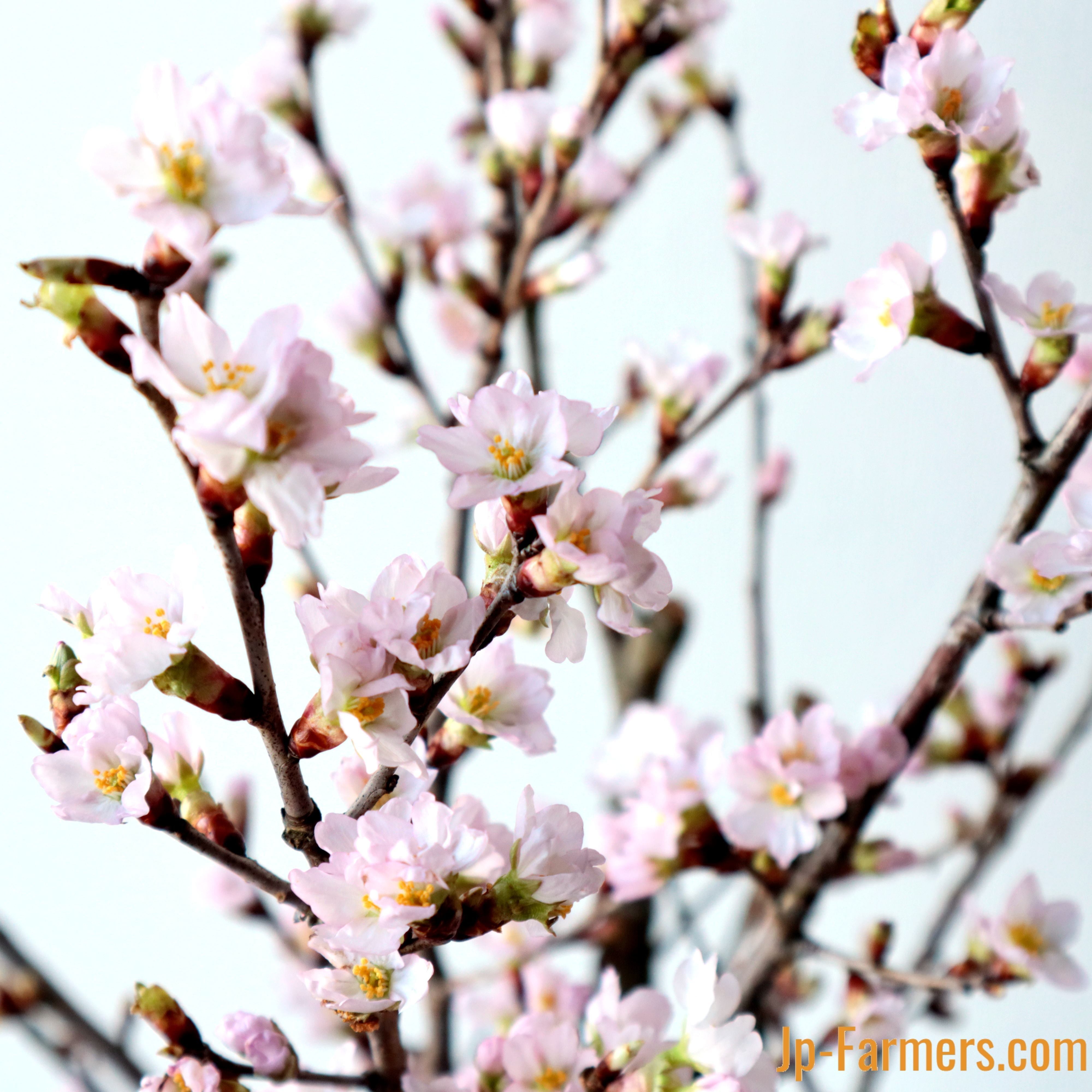 花付き抜群！お部屋を桜色に 啓翁桜 10本 桜の花職人JAさがえ西村山