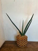 観葉植物　サンセベリア