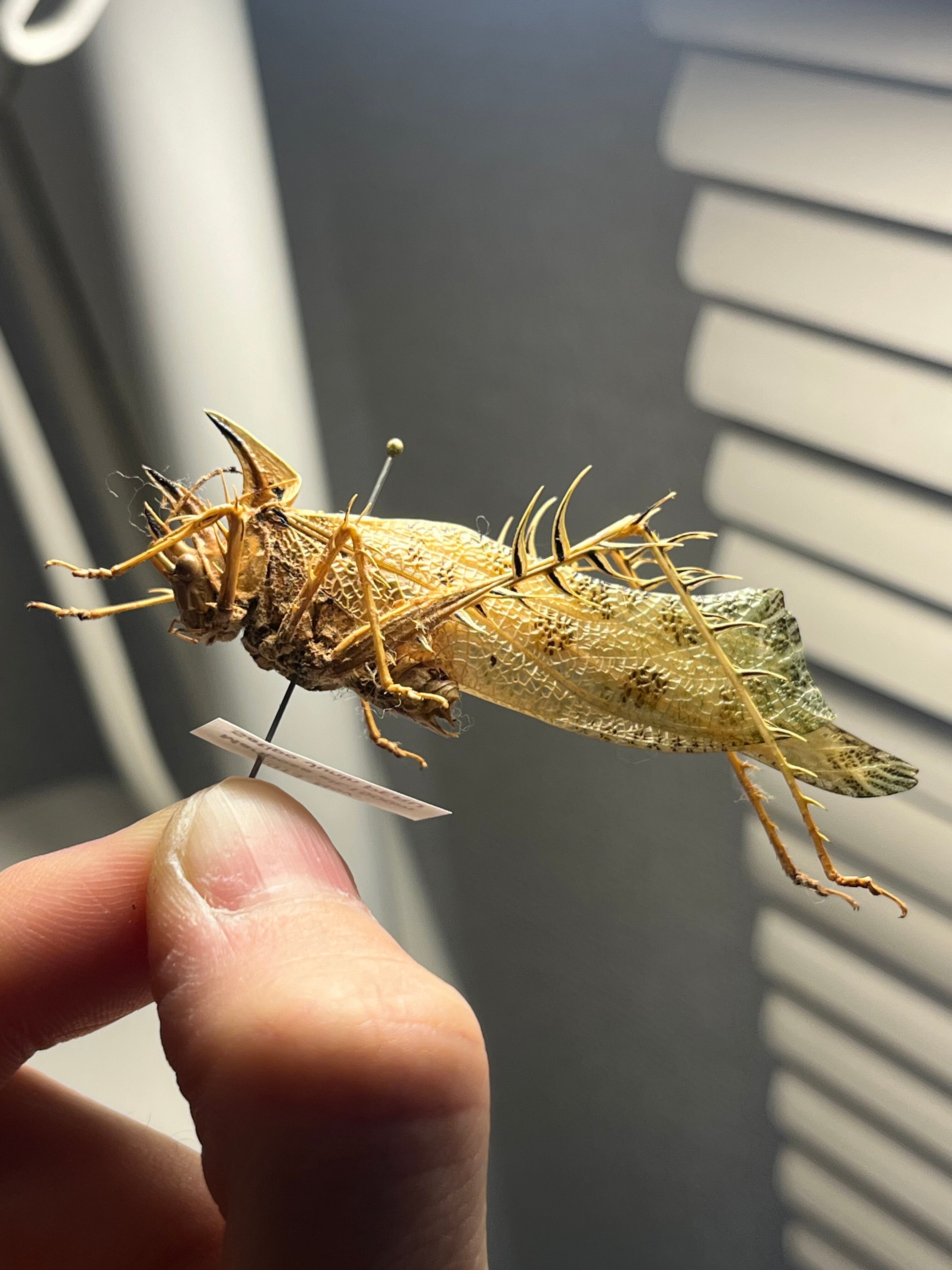 サルオガセギスキリギリスカマドウマバッタ直翅類コロギスリオック