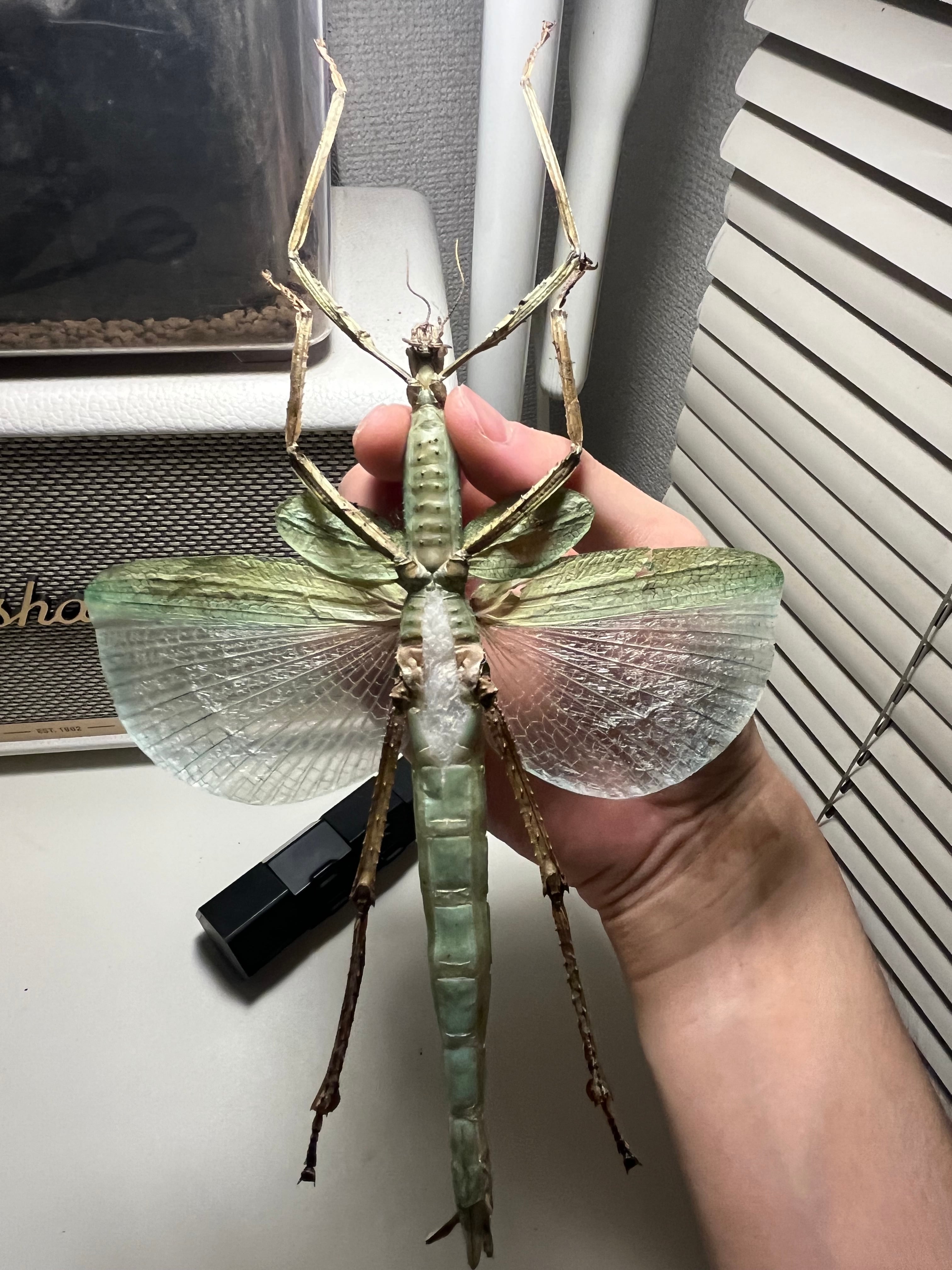 ゴライアスオオトビナナフシ 陸のザリガニ歩くソーセージコノハムシ直