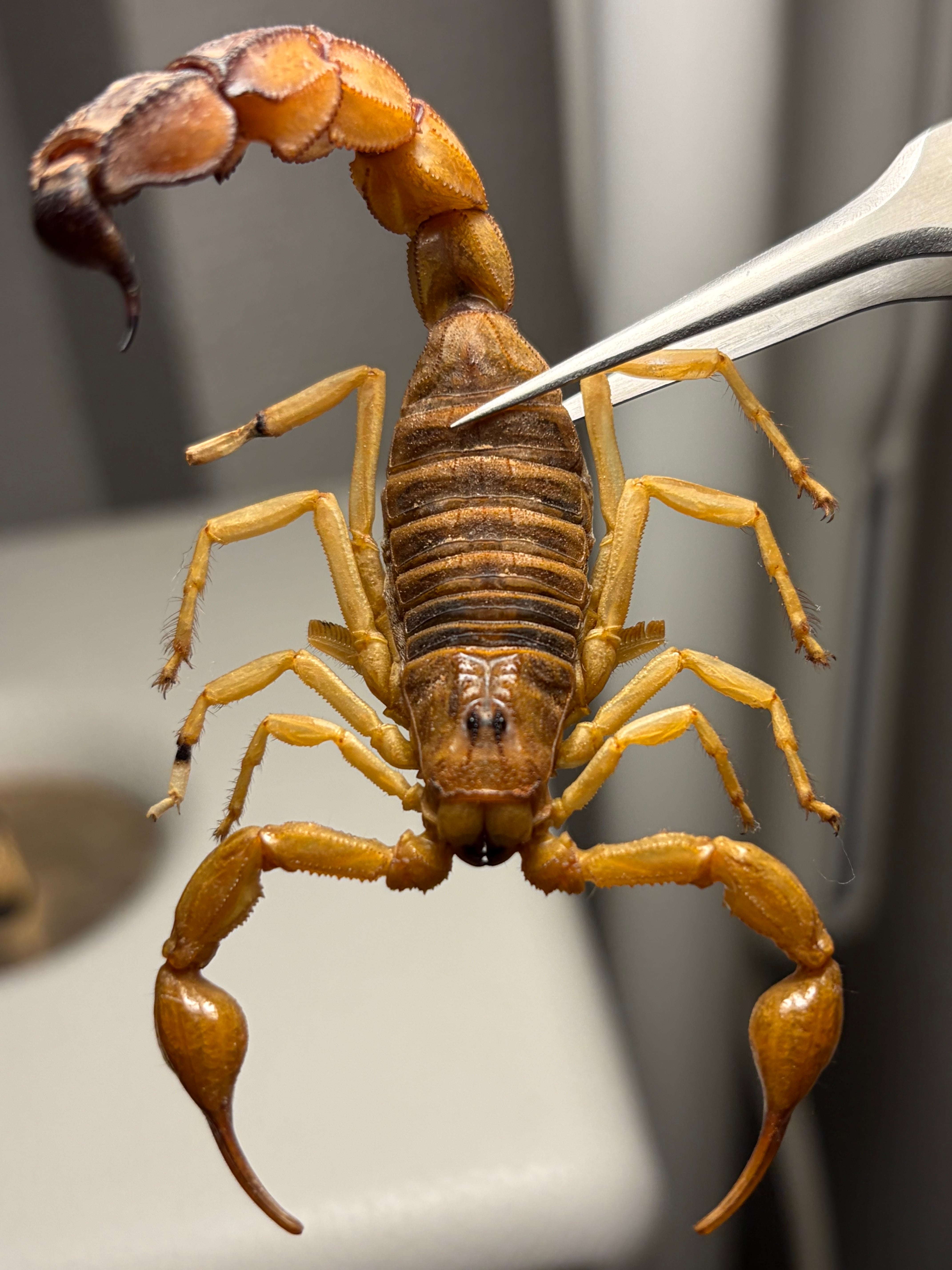 【ギネス級・超特大個体！】全長約23cmの超特大サソリ 標本 カワリハカリサソリ サソリ | オモニキチュウ