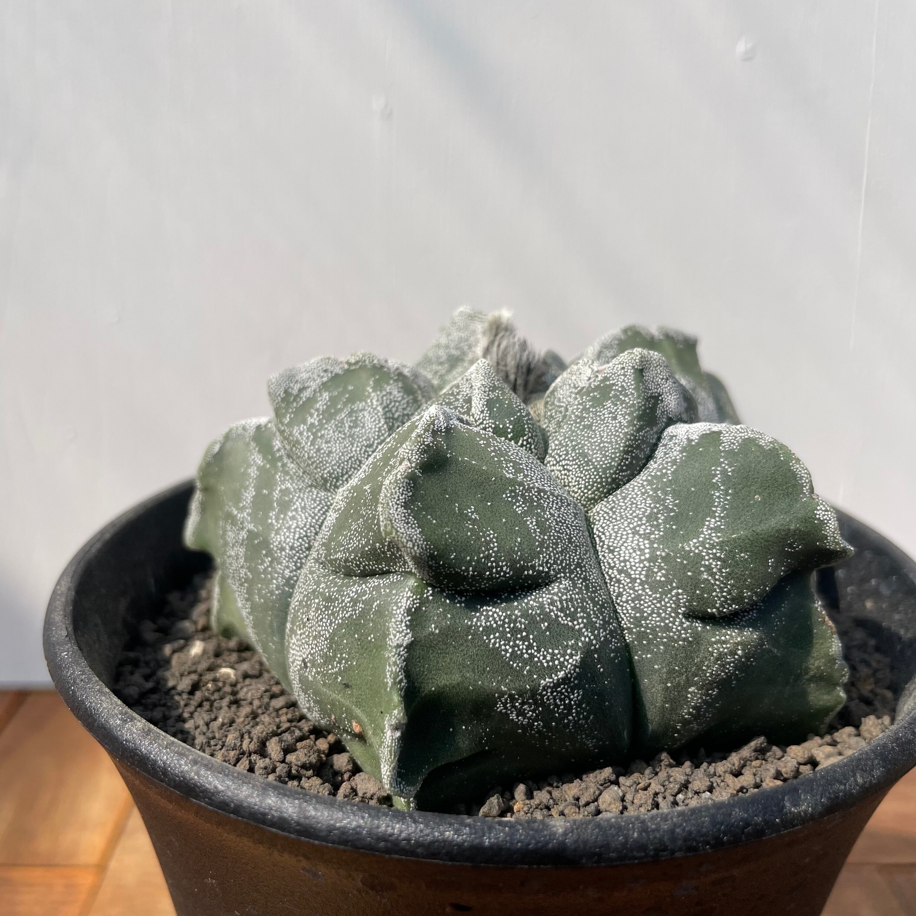 Astrophytum myriostigma【アストロフィツム・トサカランポー Astrophytum myriostigma【アストロフィツム・トサカランポー
