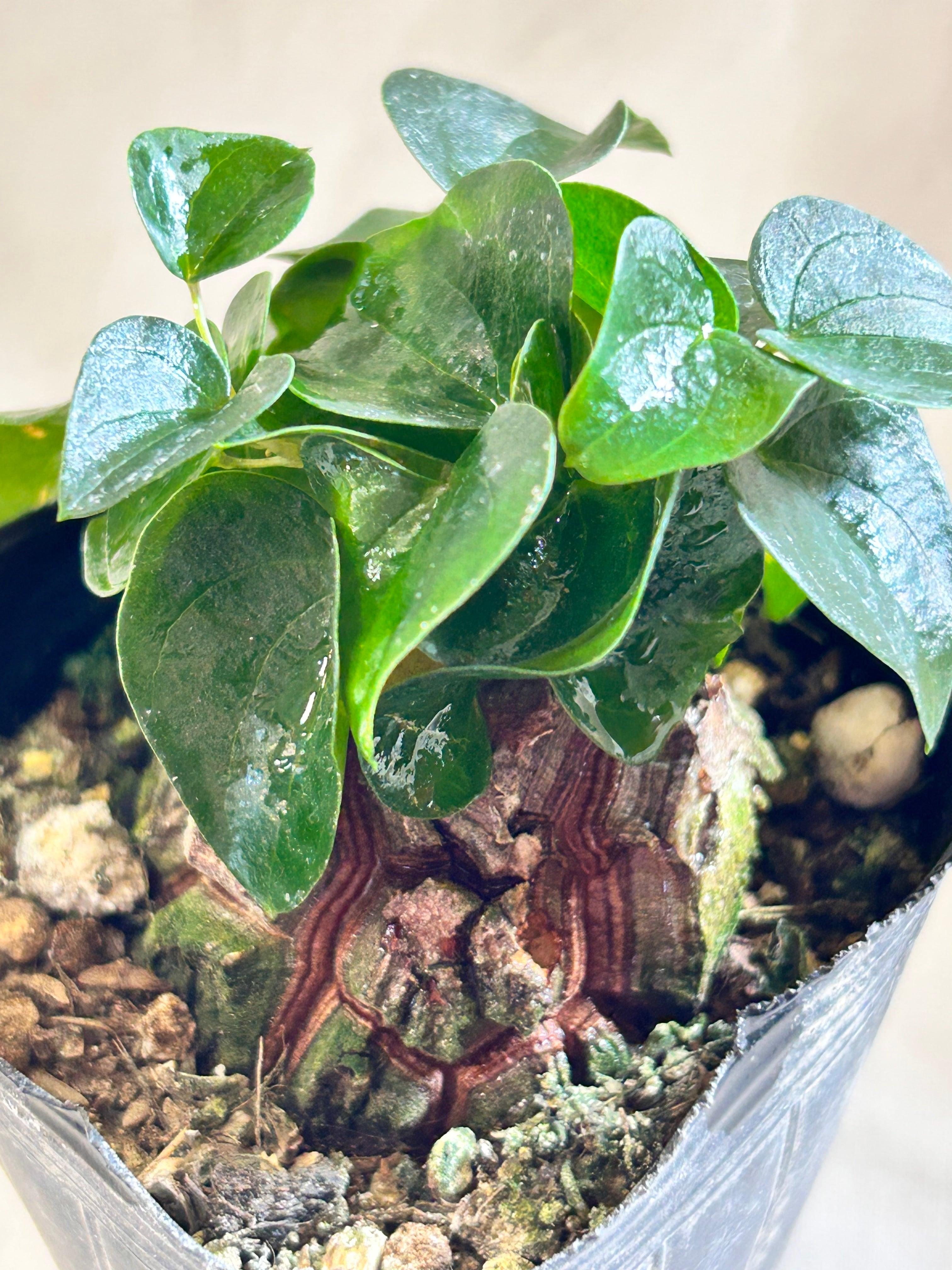 GREEN JAM foliageplant