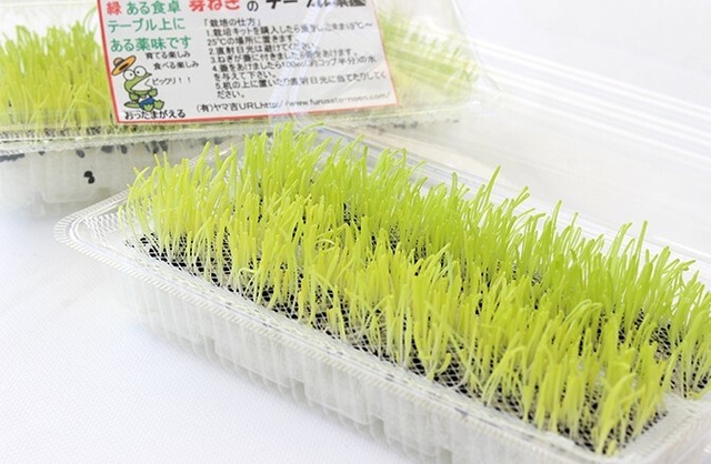 芽ねぎ栽培キット ２パック 芽ねぎ園