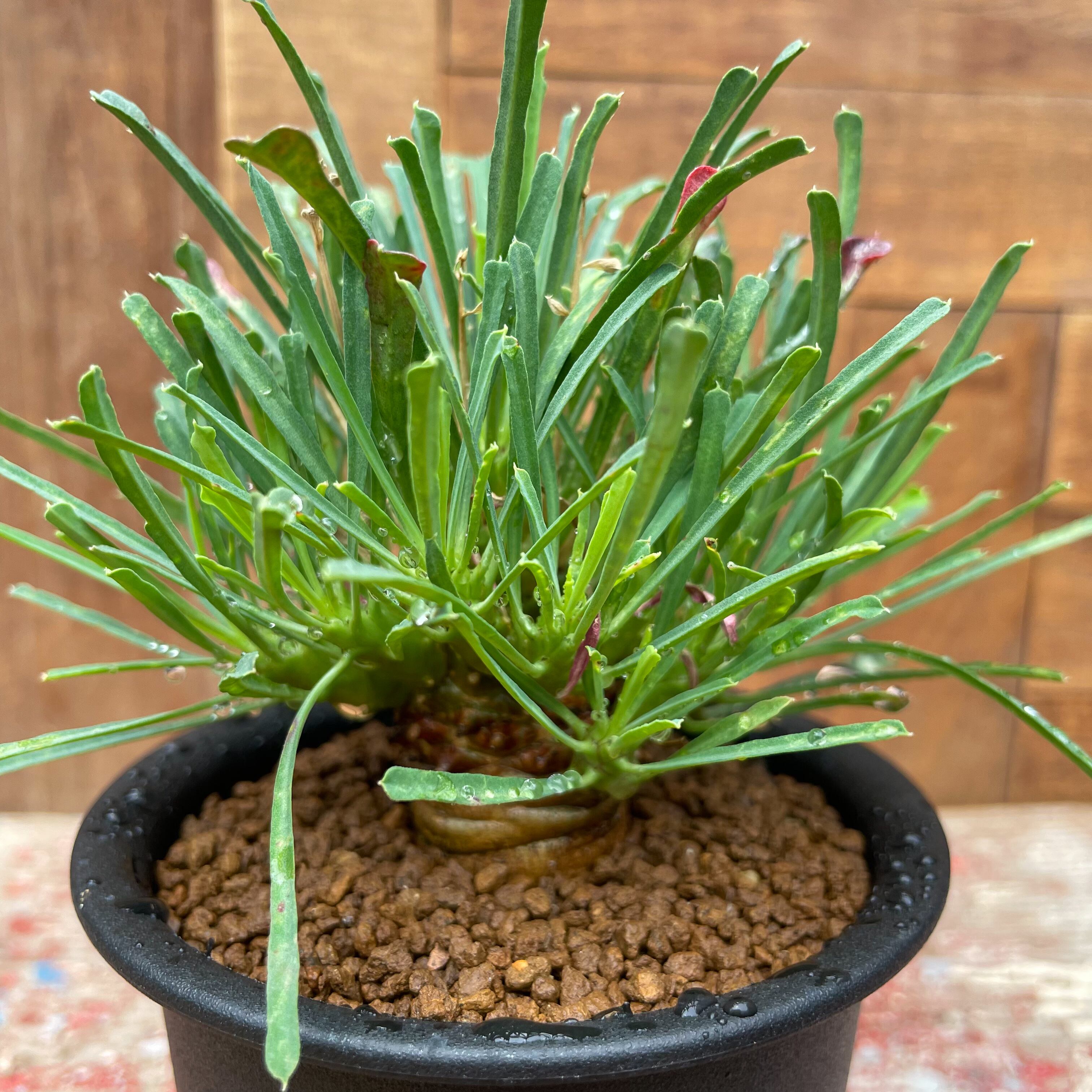 パティッシュユーフォルビア ムルチフォリア　鉢付き パティッシュユーフォルビア ムルチフォリア 鉢付き パティッシュ様