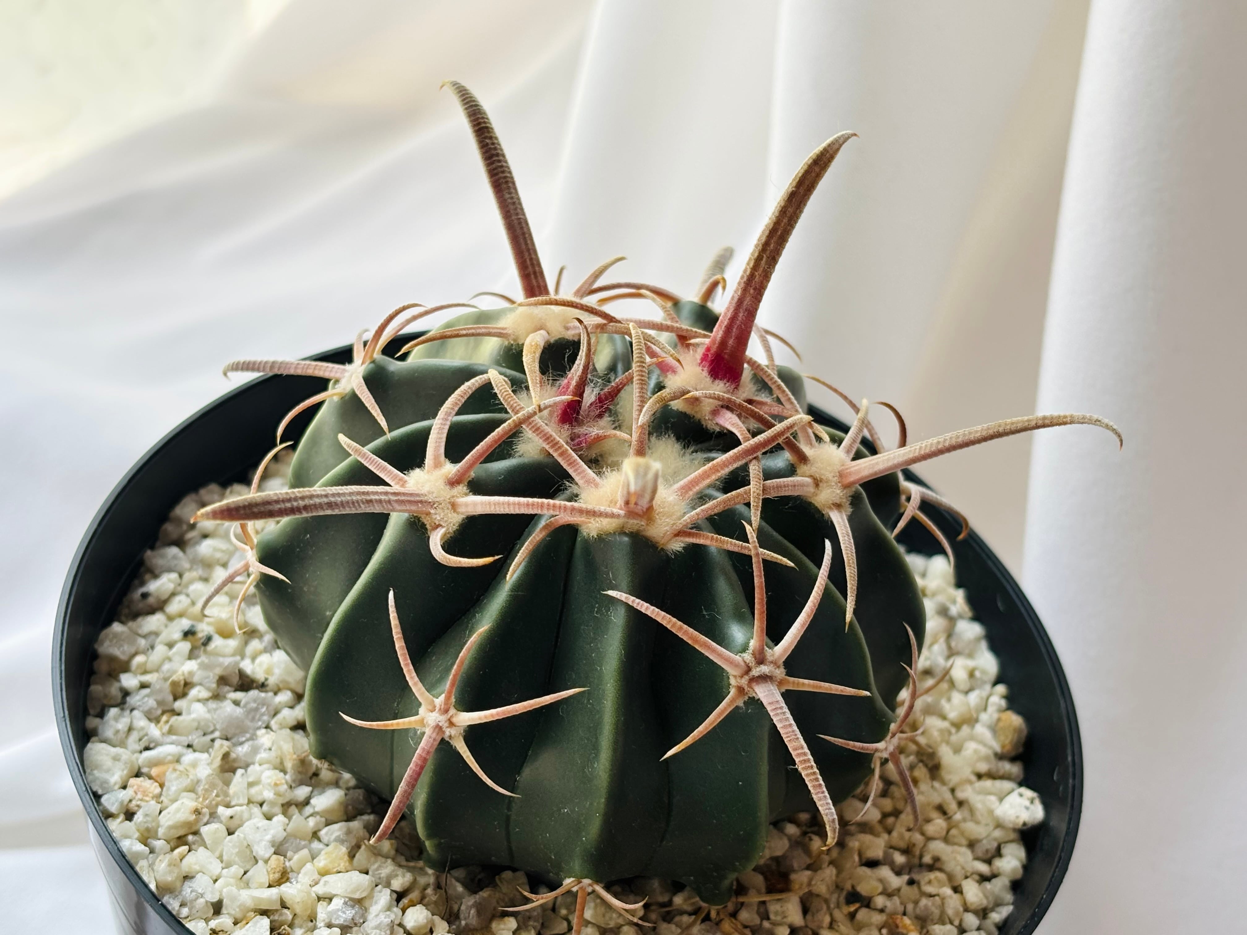 Echinocactus texensis エキノカクタス 綾波 王綾波 サボテン | plants
