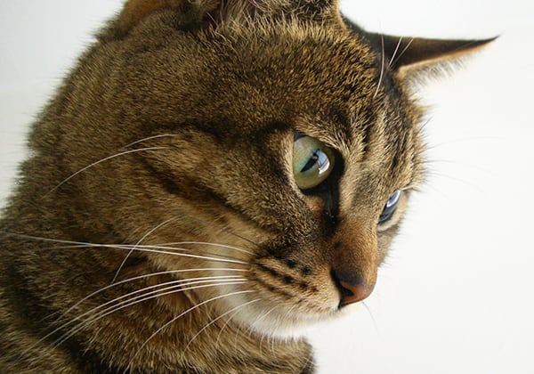 猫 ポストカード The Cat who....横顔(キジネコ) 10x14.8センチ(cm)官製はがきサイズ 猫写真 はがき ねこ葉書 ネコハガキ Postcard アイとちび アイシス