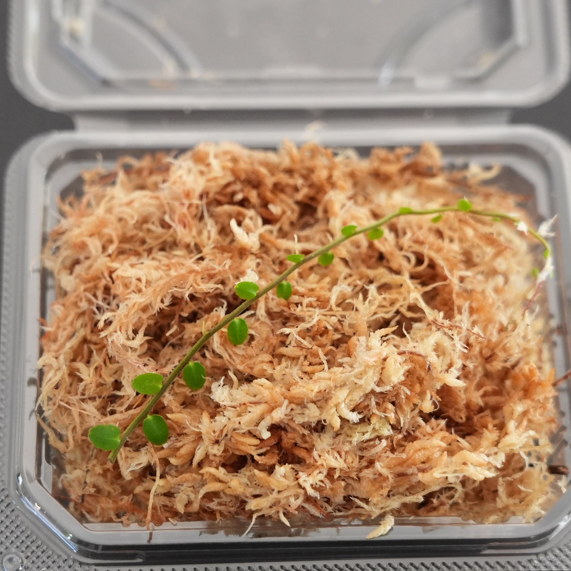 マルクグラビア sp. ”small round” Marcgravia sp. 