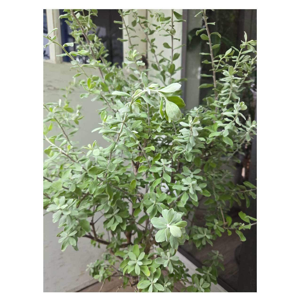 Leucophyllum frutescens | Seeding