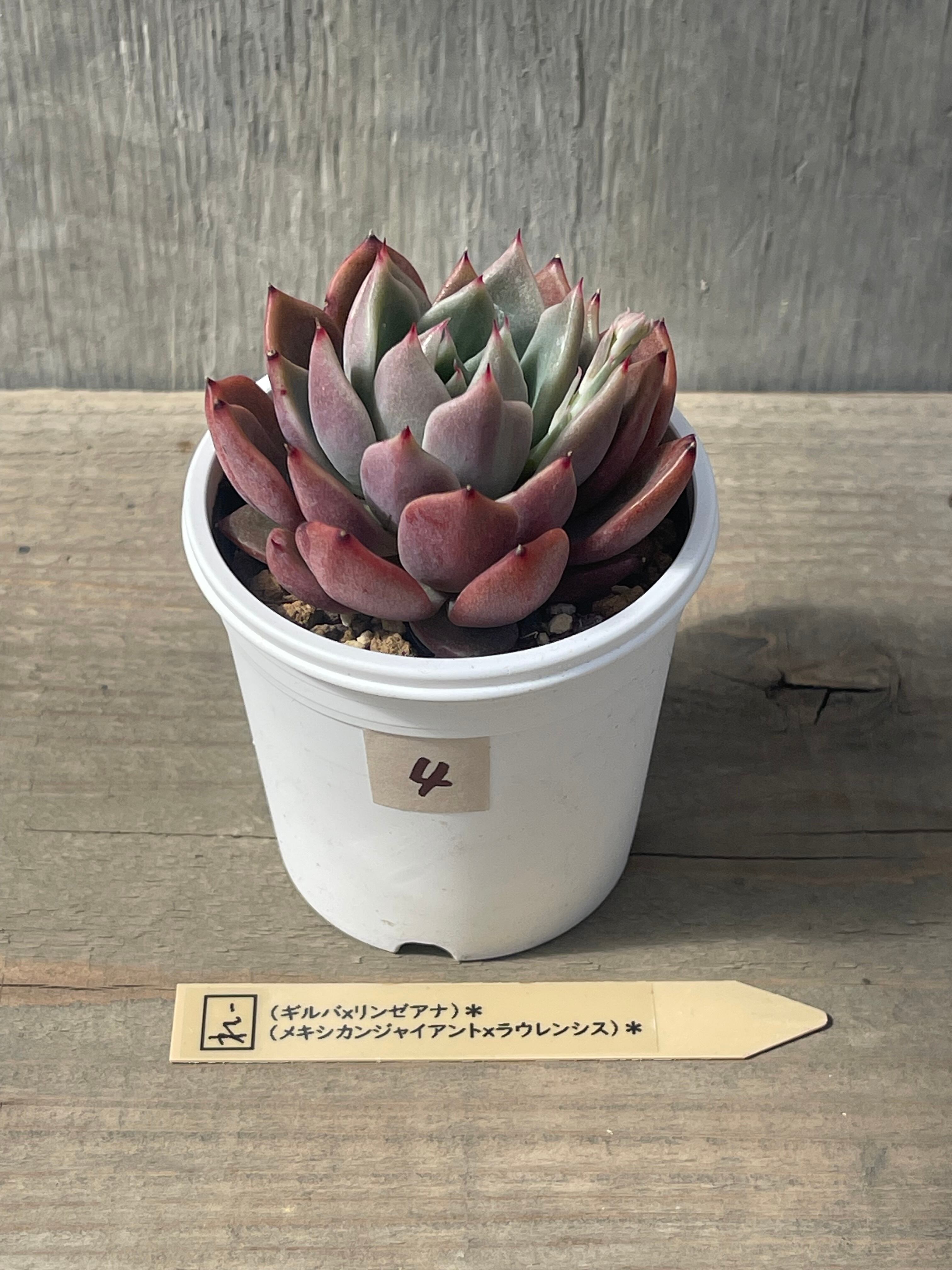 第四種郵便→速達に変更 | MIMI GARDEN