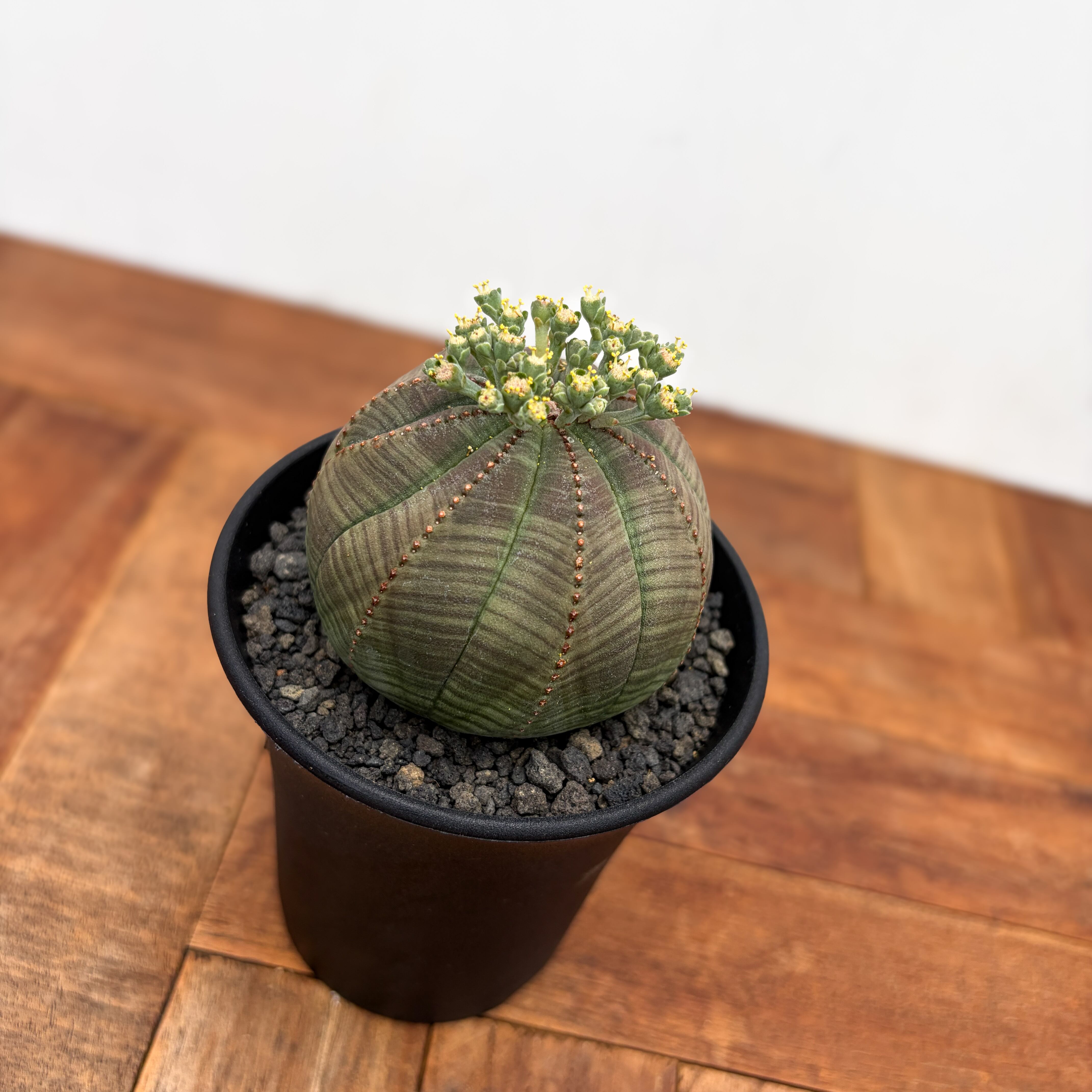 Euphorbia obesa【ユーフォルビア・オベサ・実生】 | RIMO'S GREEN