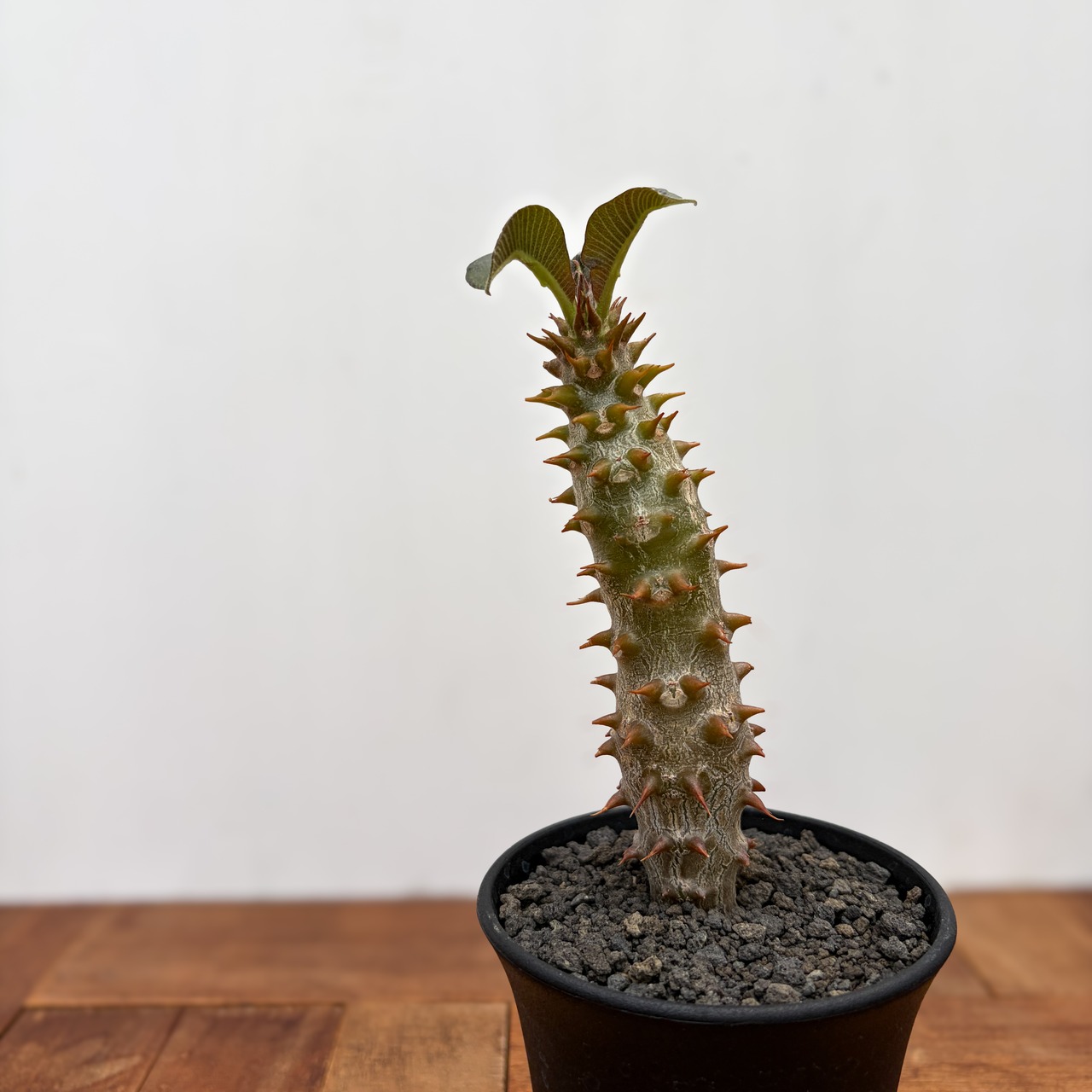 Pachypodium baronii【パキポディウム・バロニー・実生】