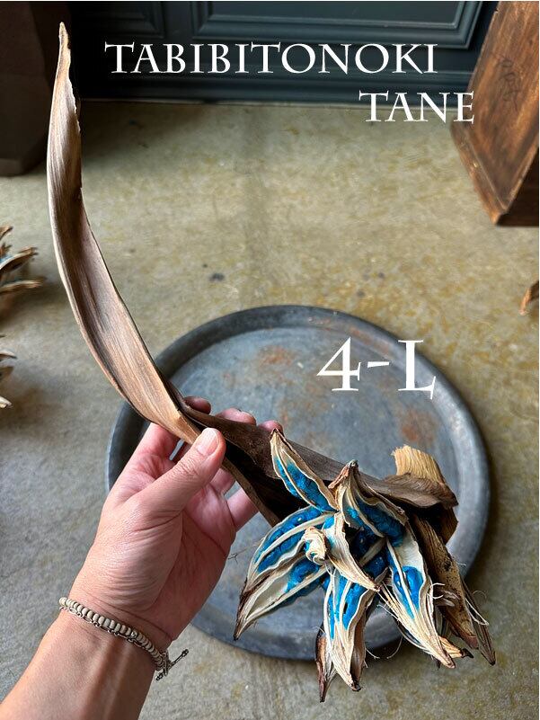 TABIBITONOKI NO TANE (旅人の木の種 葉付) ドライ Mサイズ | 遊園