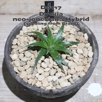【送料無料】neo-jonesiana Hybrid [seedling from Brazil]〔ディッキア〕現品発送D0117