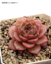 カット苗 ペニンシュラローズ Echeveria 'Peninsula Rose'