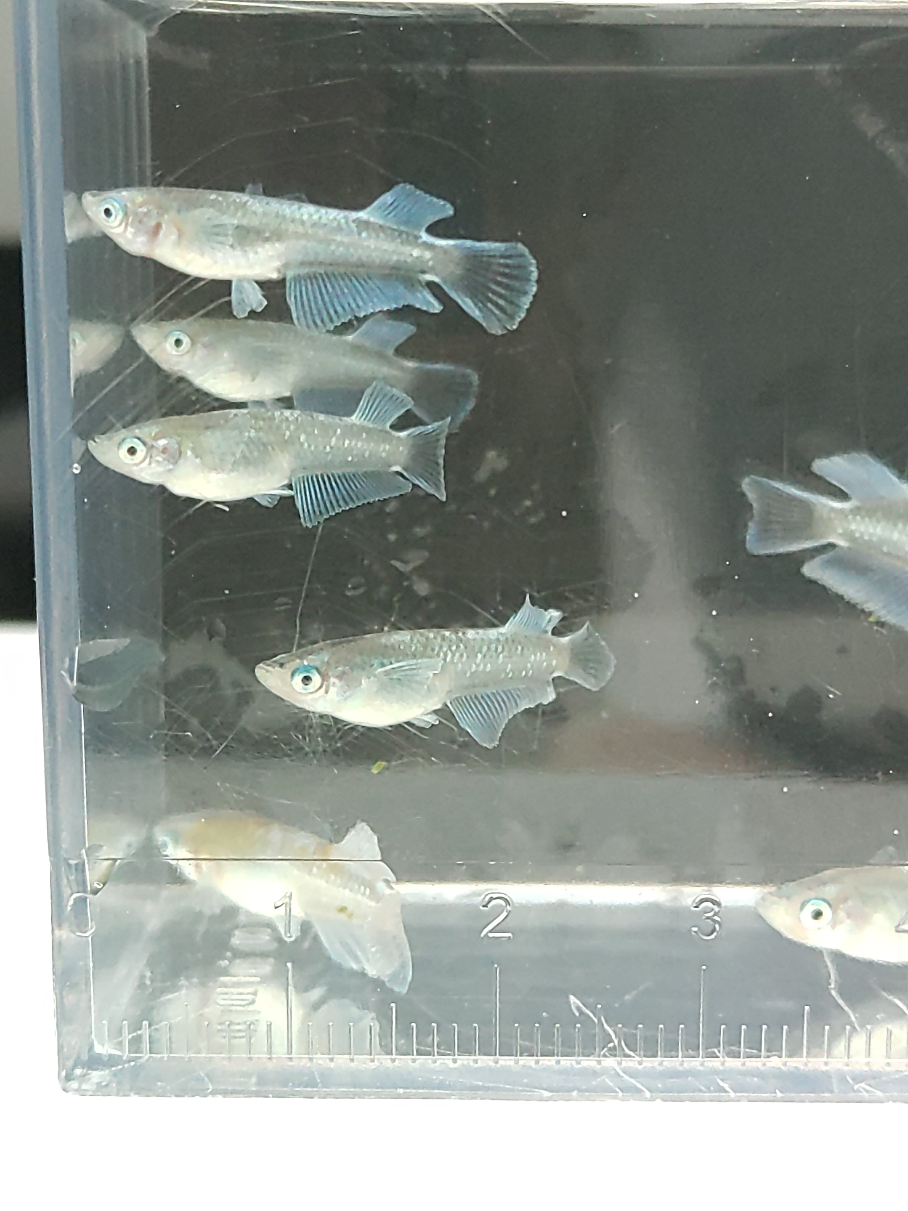 【愛乃巣】　フラワータイガー★☆写真水槽より若個体選別落ちランダムセレクト　　5匹