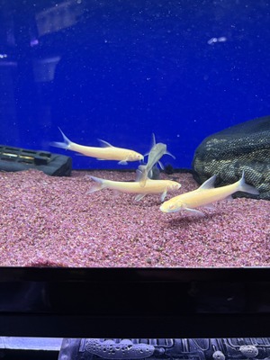 アルビノルシオバルブス