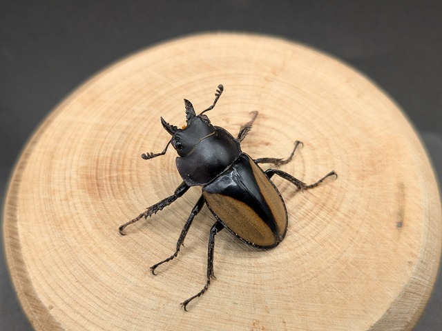 WDパリーマルバネ　♂30ｍｍ♀34ｍｍ