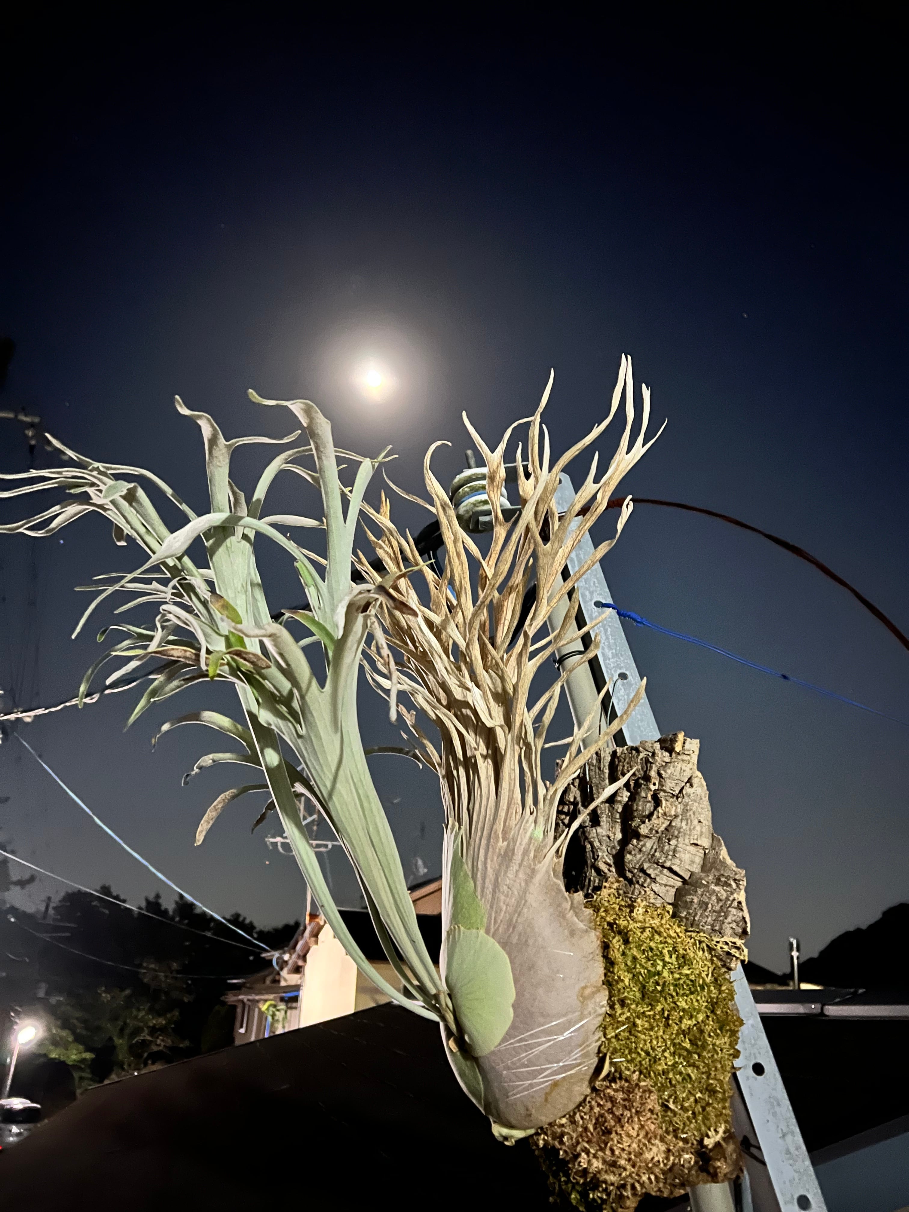 Platycerium_ビカクシダ | vandaka plants