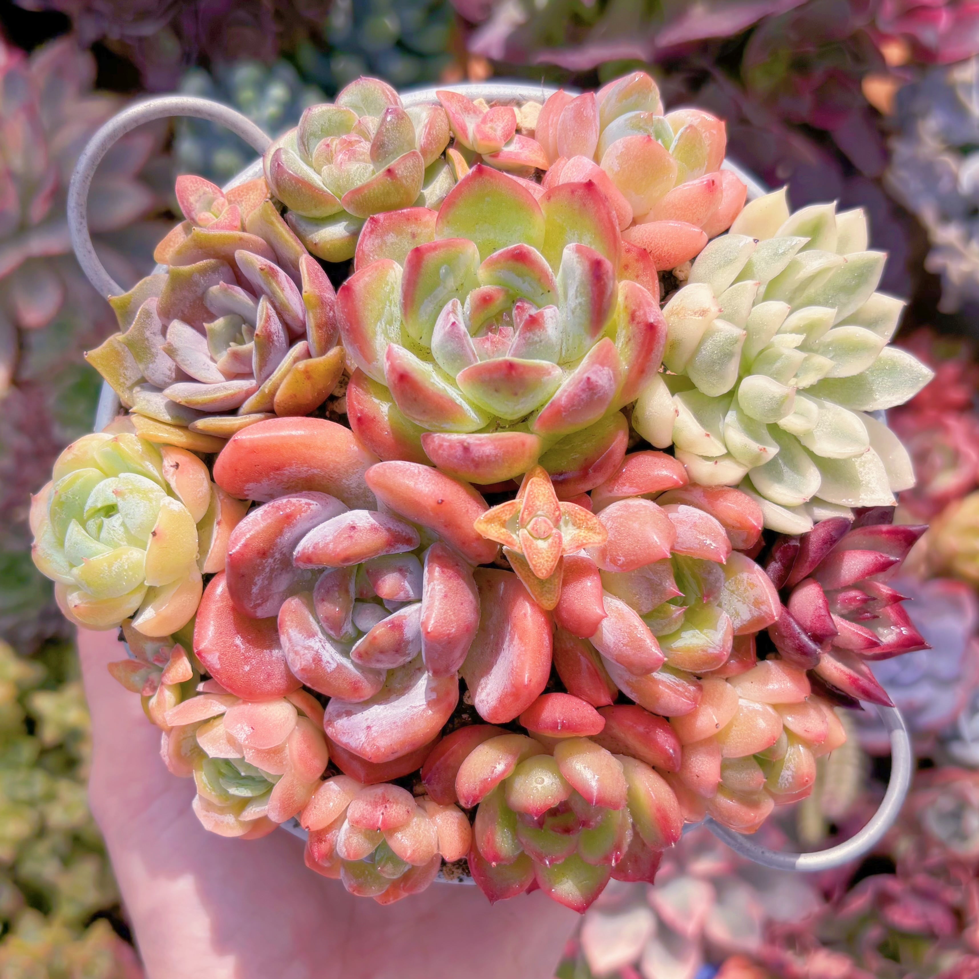 現品　寄せ植えセット#F213　るる農園