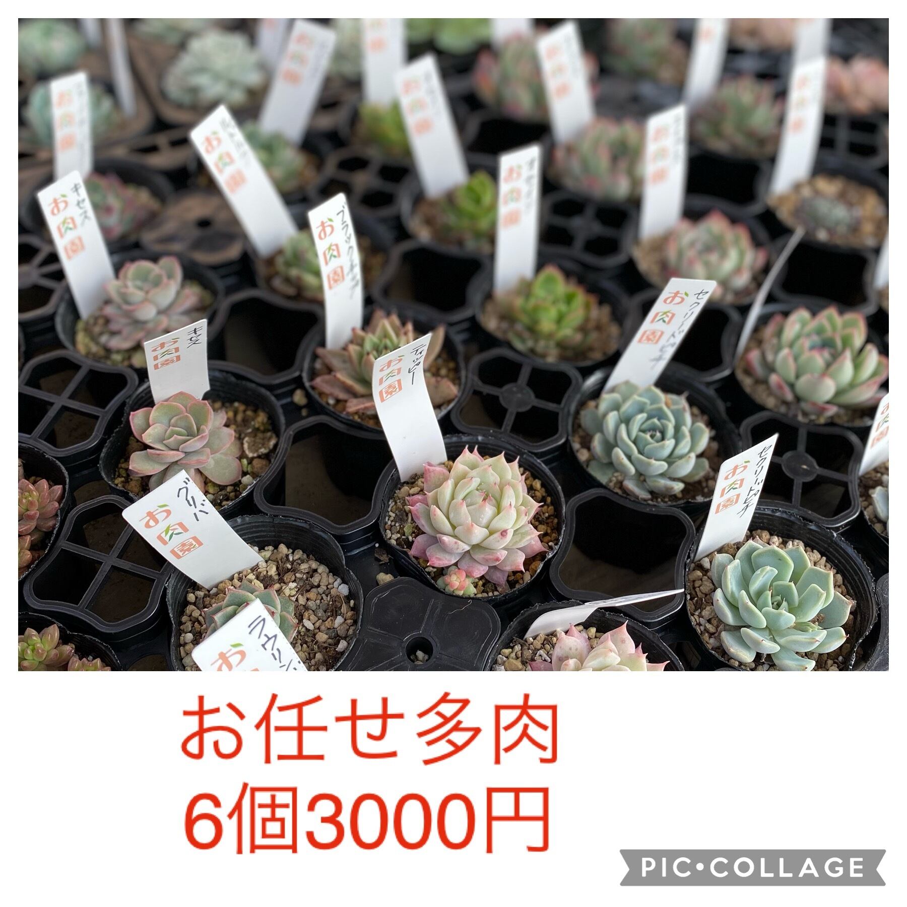 aruruさん、まとめて6点