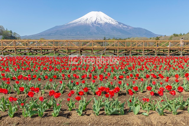 山中湖花の都公園のチューリップ（赤）と富士山［山中湖村］