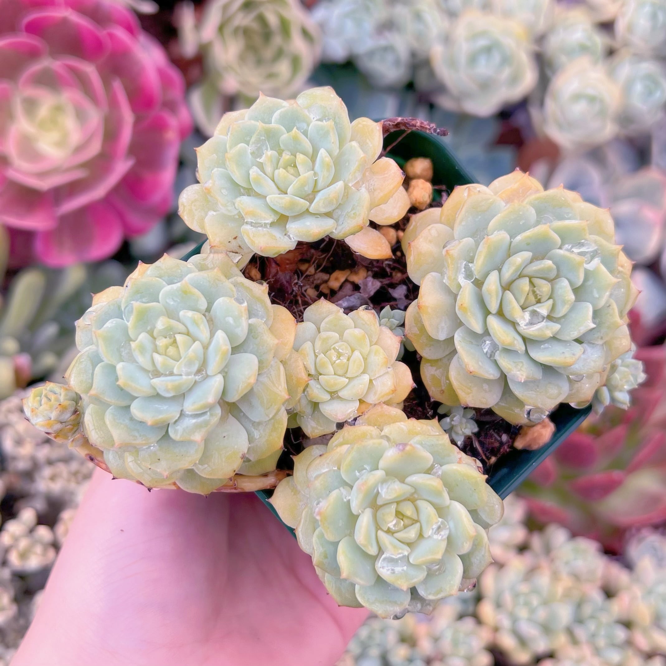 現品　パンダフェス#024　るる農園