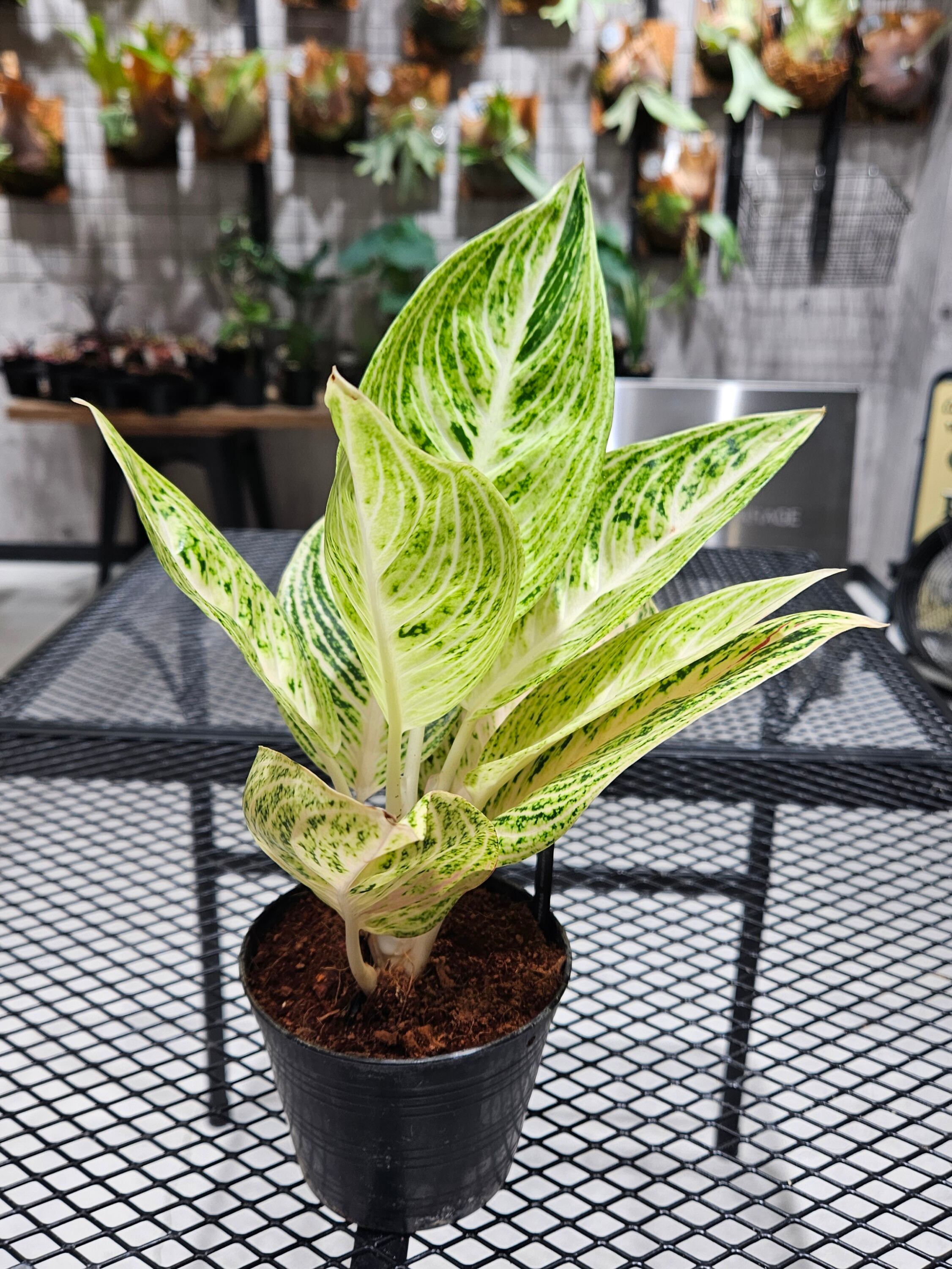 Aglaonema White Legacy (アグラオネマ ホワイト レガシー 