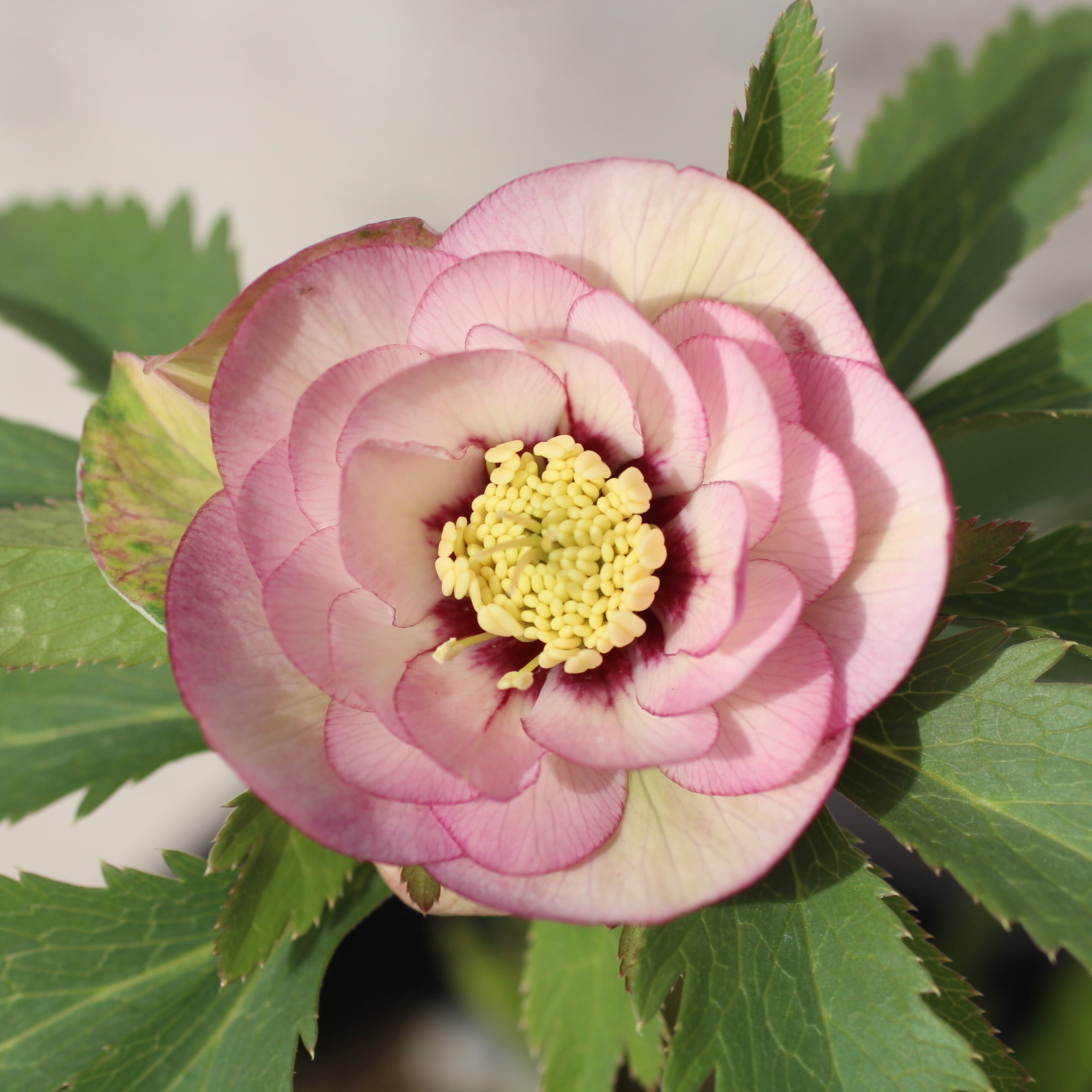 クリスマスローズ　ウィンターシンフォニー　大苗 WS26-003 クリスマスローズ ウィンターシンフォニー 桃色の静ダブル