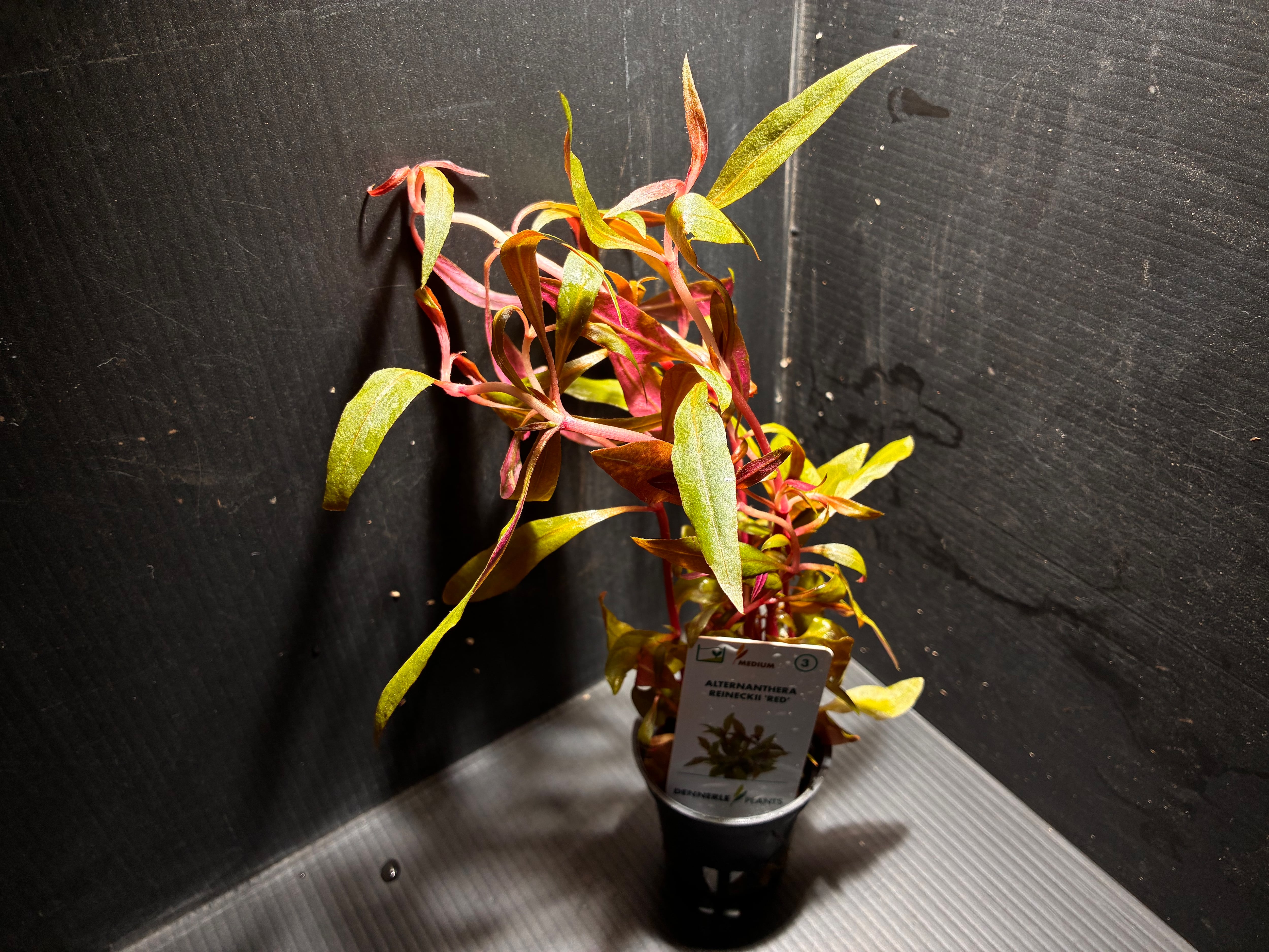 水草・観葉植物 | AquaFocus