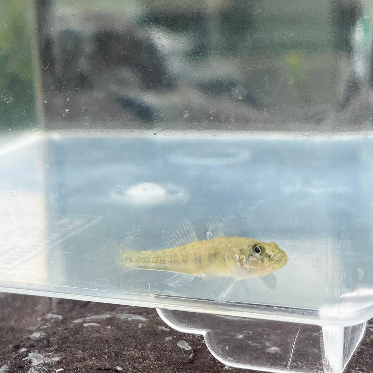 （汽水魚・淡水魚）シンジコハゼ（1匹）【生体】
