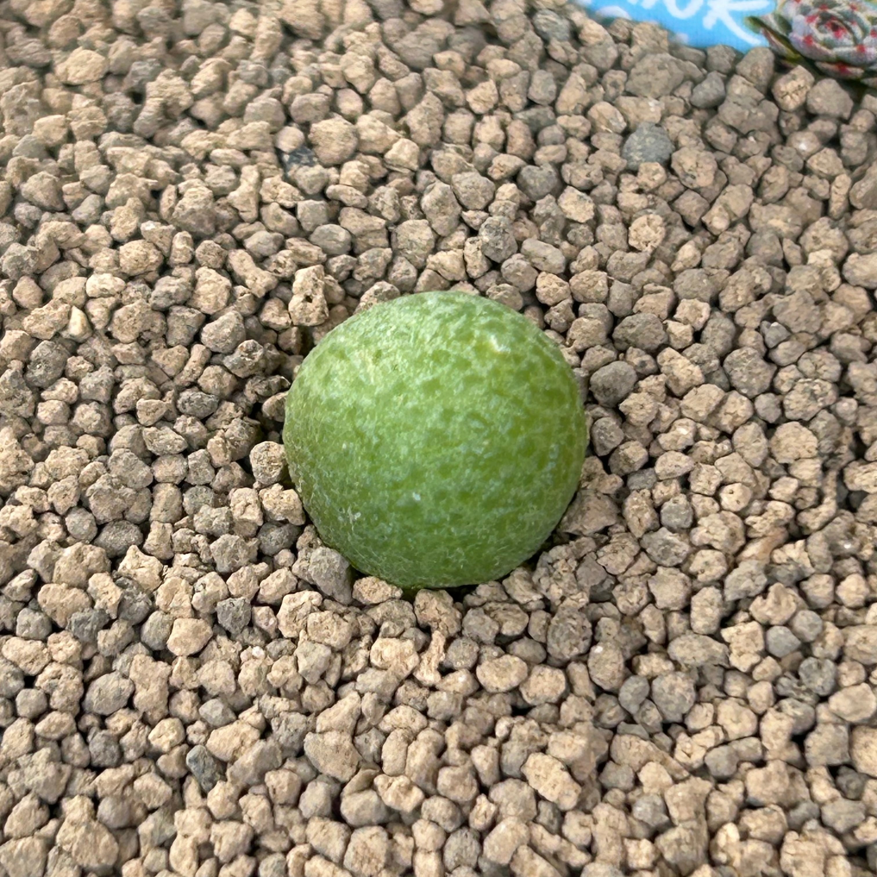 T)バンヒルディ コノフィツム | RuPo 多肉植物専門店