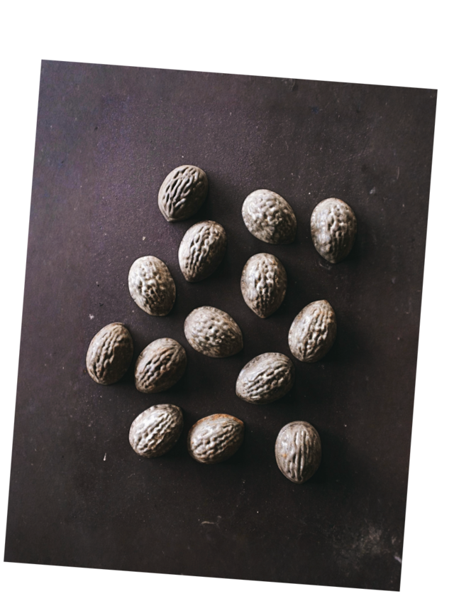 フランス 脳の外臓または、リスの創造物 胡桃のモールド アンティーク