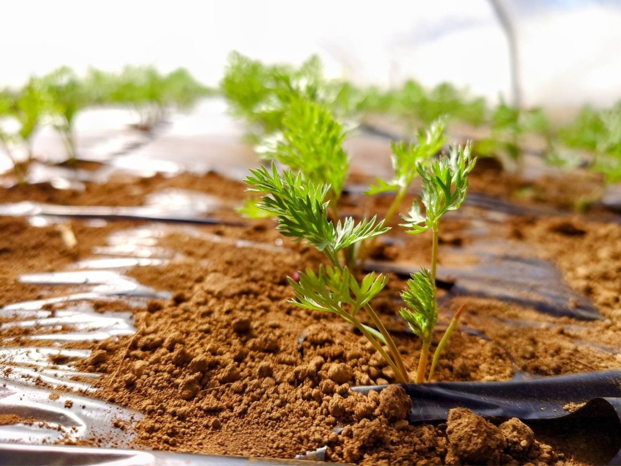 ゆうふぁーむ｢特別栽培アロマレッド 減肥・減農薬15kg｣※種牡馬・繫殖馬