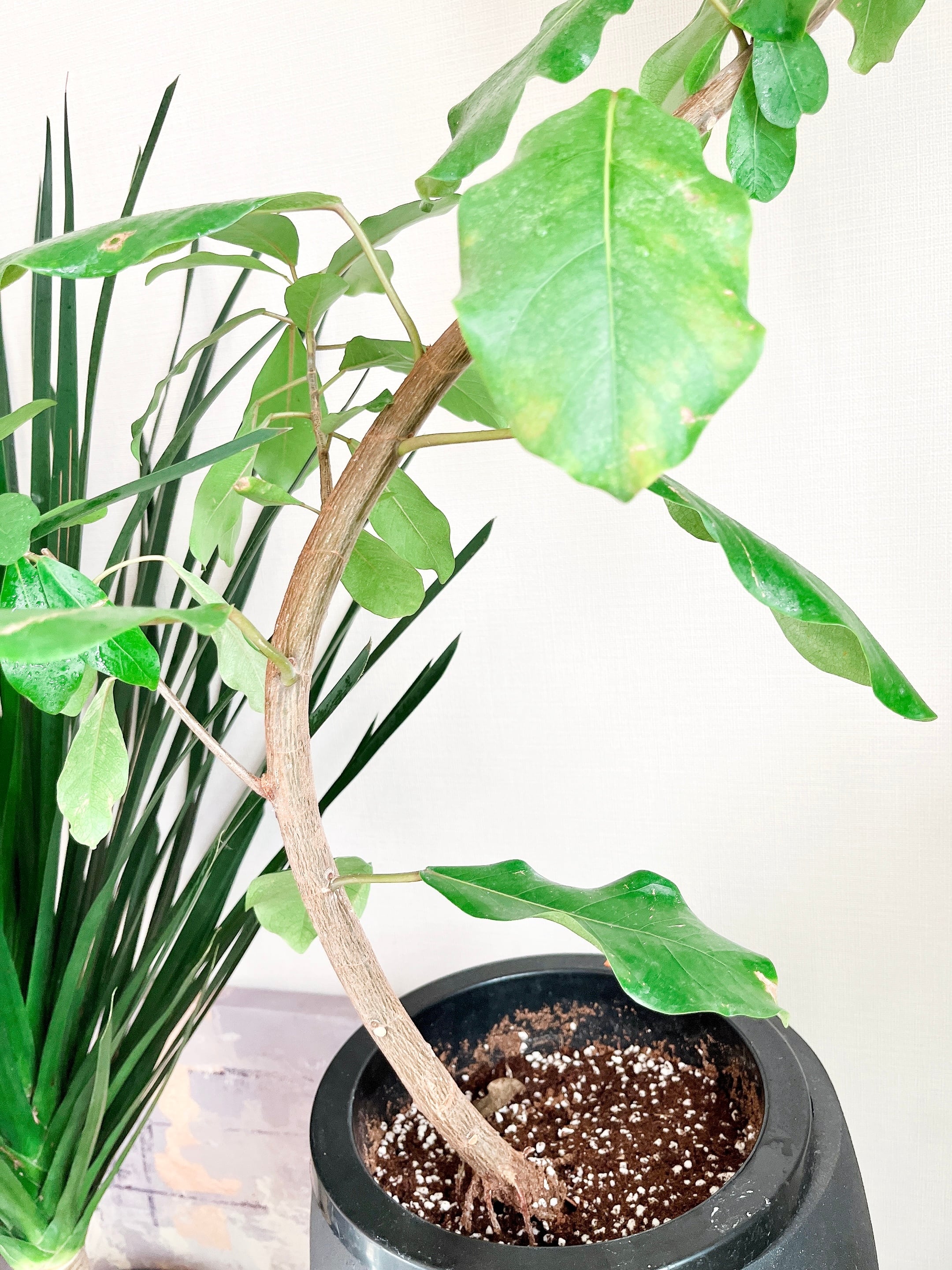 フィカス リン 希少 らせん状 観葉植物 大きいです 観葉植物 フィカス リン 希少 A