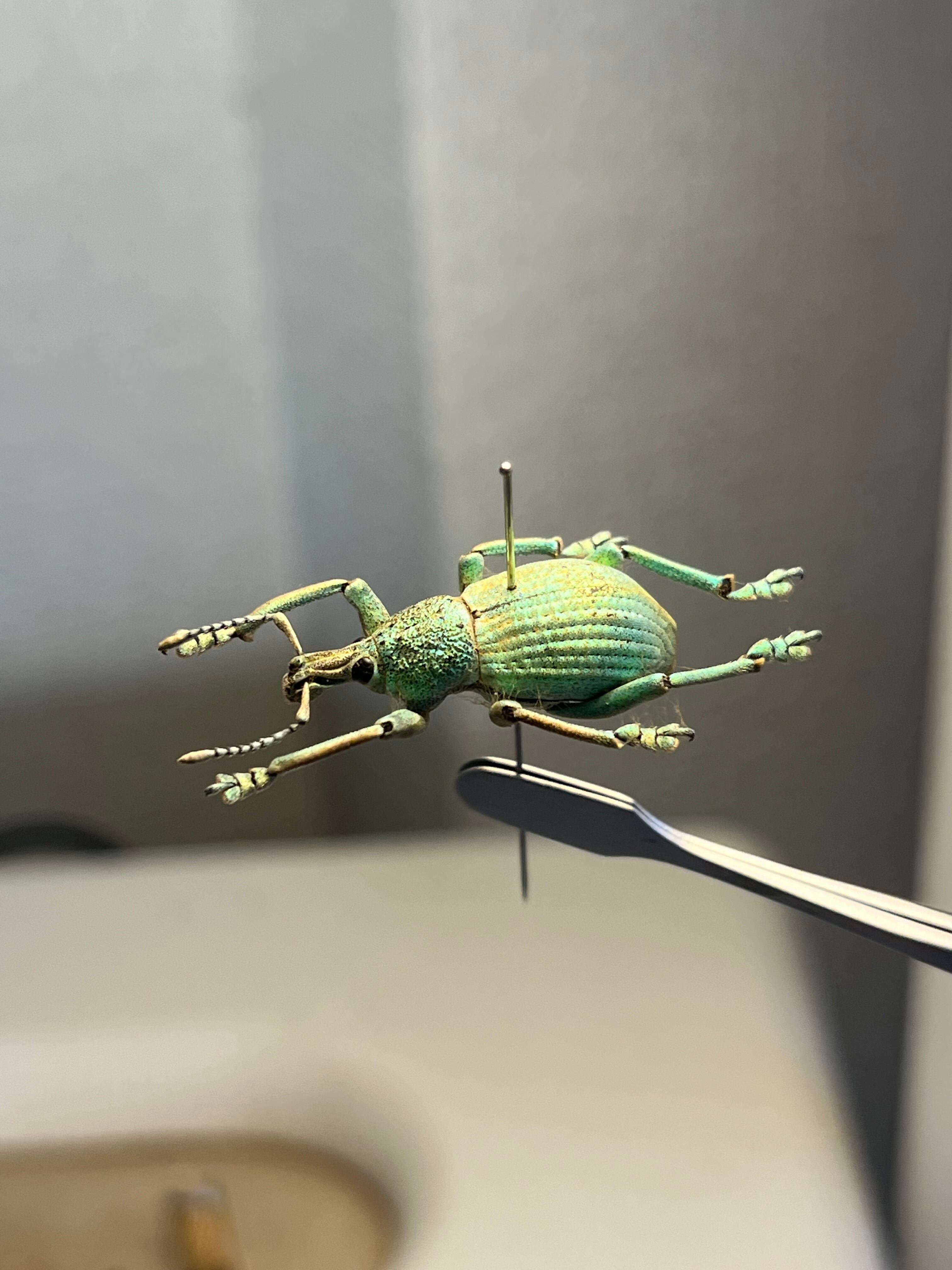 ホウセキゾウムシの一種 標本Eupholus bruyni？ カミキリ昆虫ゼリー