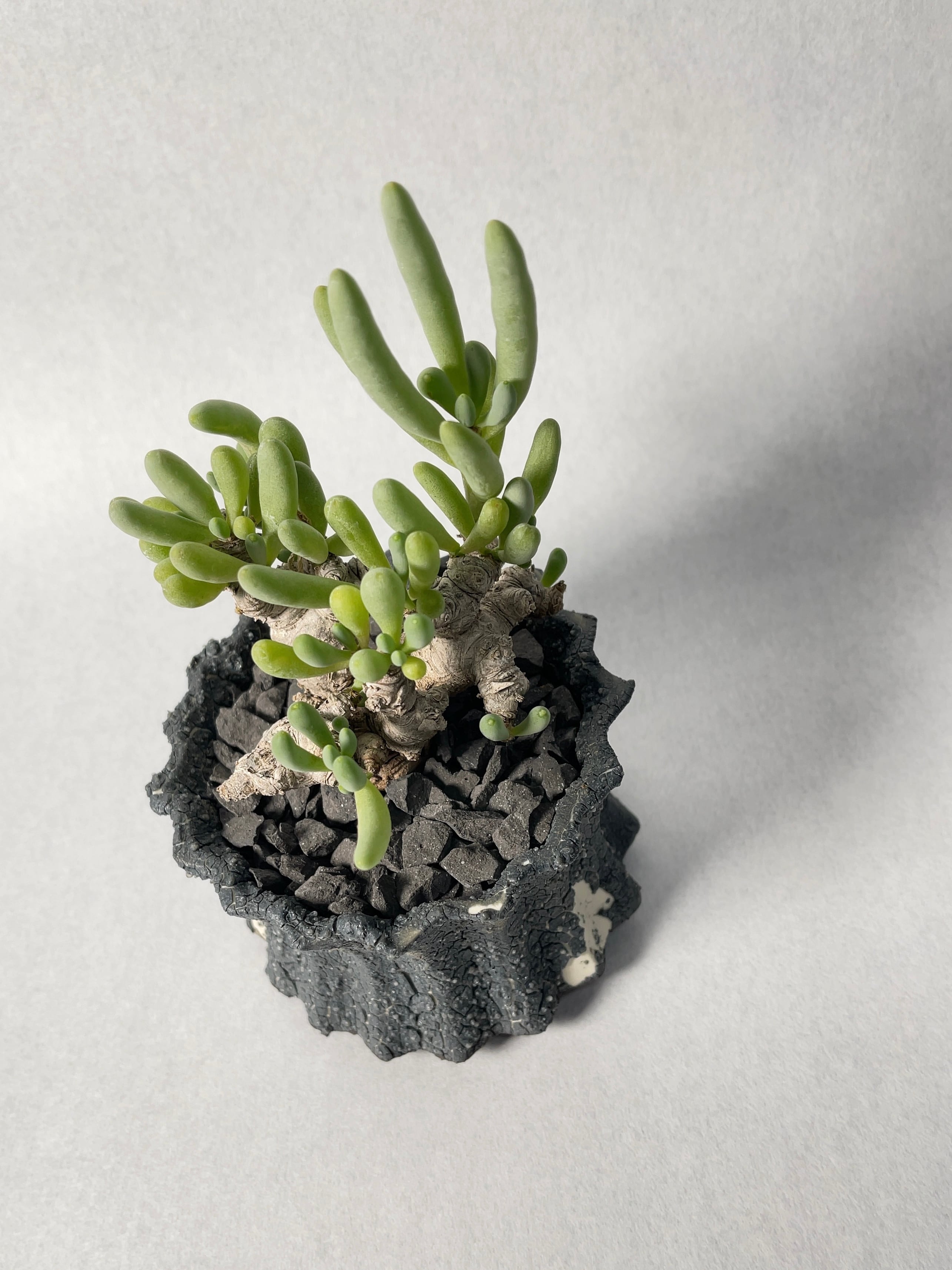 オトンナ・クラビフォリア 実生 4株植え Othonna clavifolia 良質安定