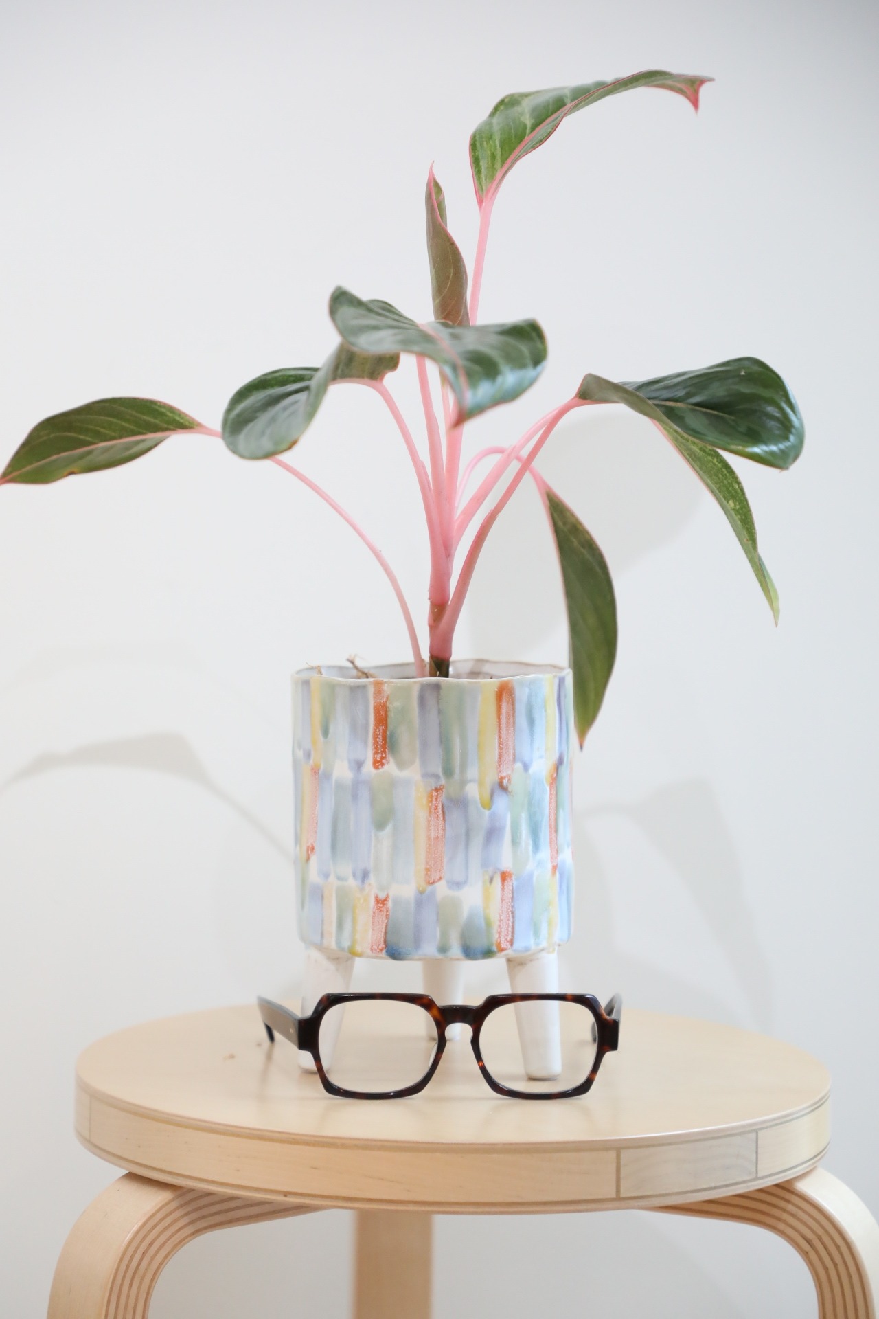 【希少】【M】アグラオネマ モンコンファイ　※【土不使用】