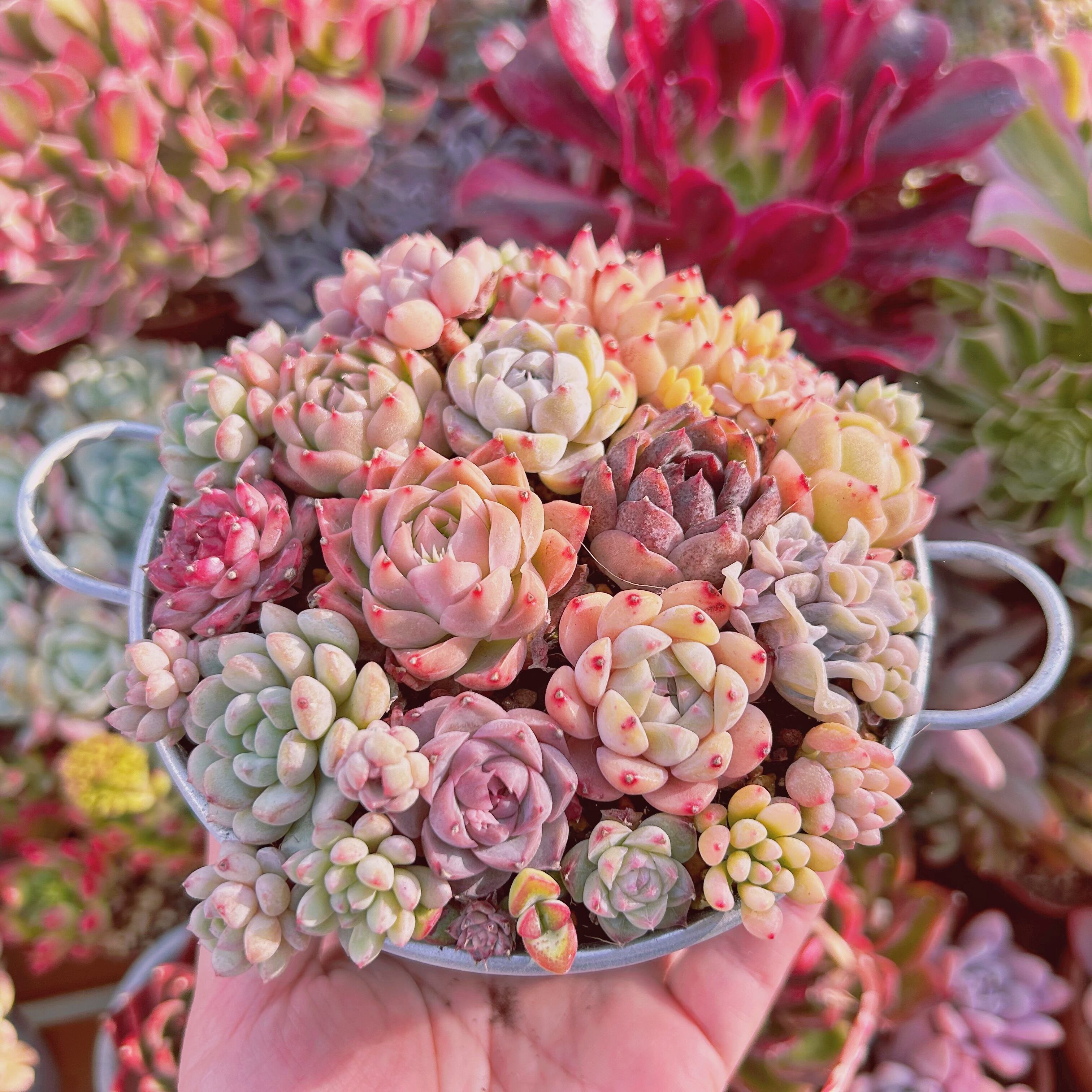 883現物 寄せ植えセット 鉢のまま発送 根あり | るる農園~多肉植物専門