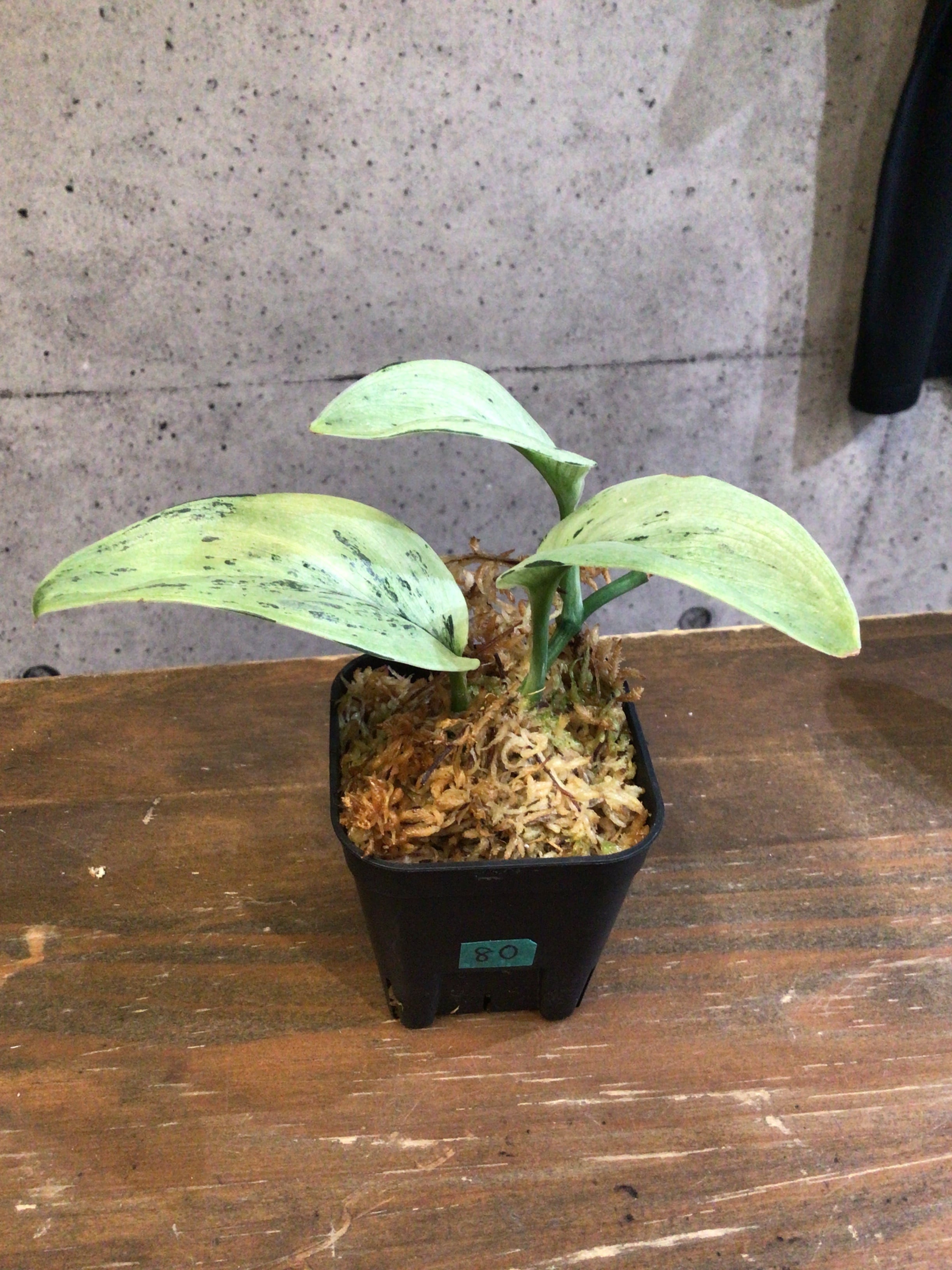 S80 スキンダプサス スーパースター | MIDORIYA 観葉植物専門店