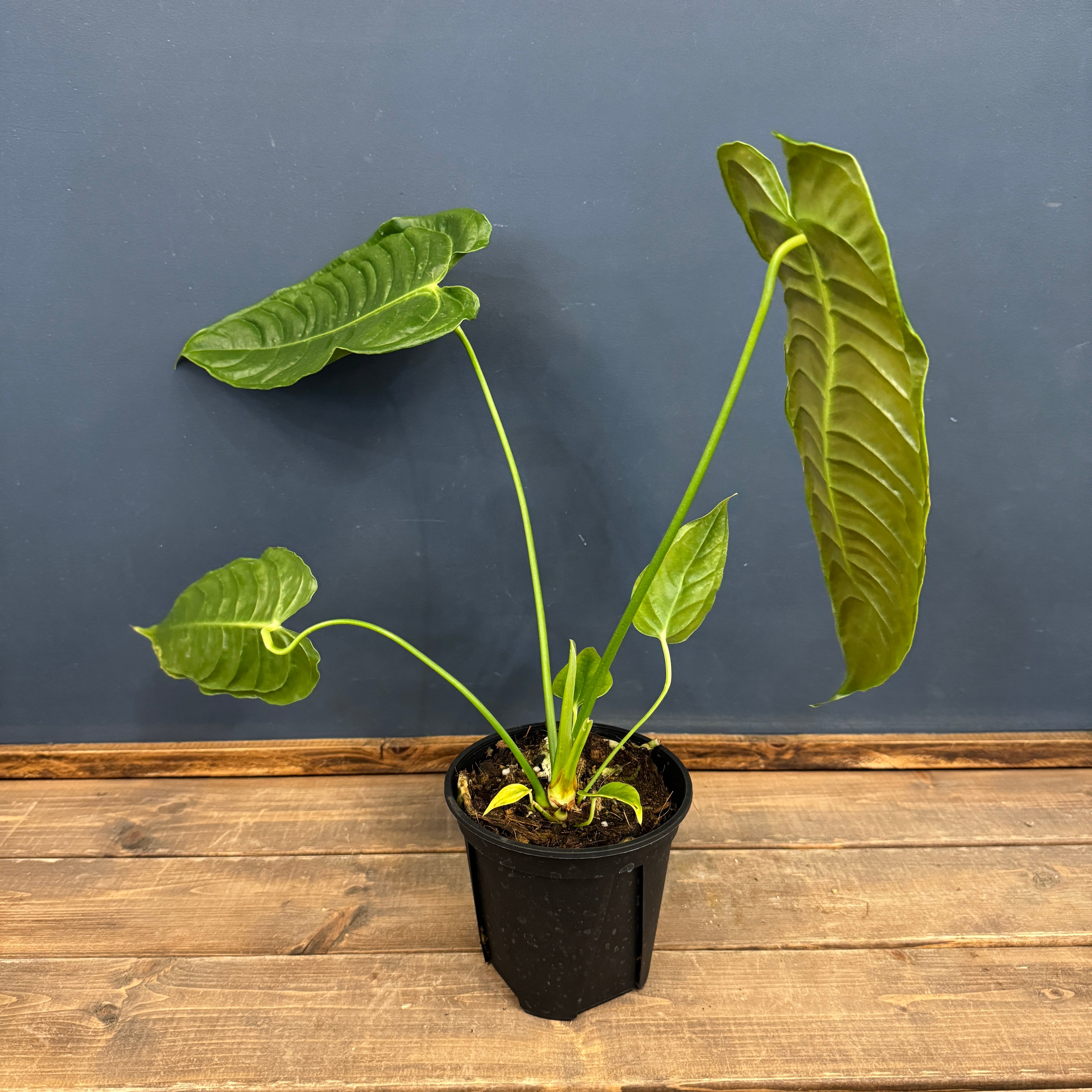 アンスリウム ベイチー【550】 | PROTOLEAF プロトリーフ