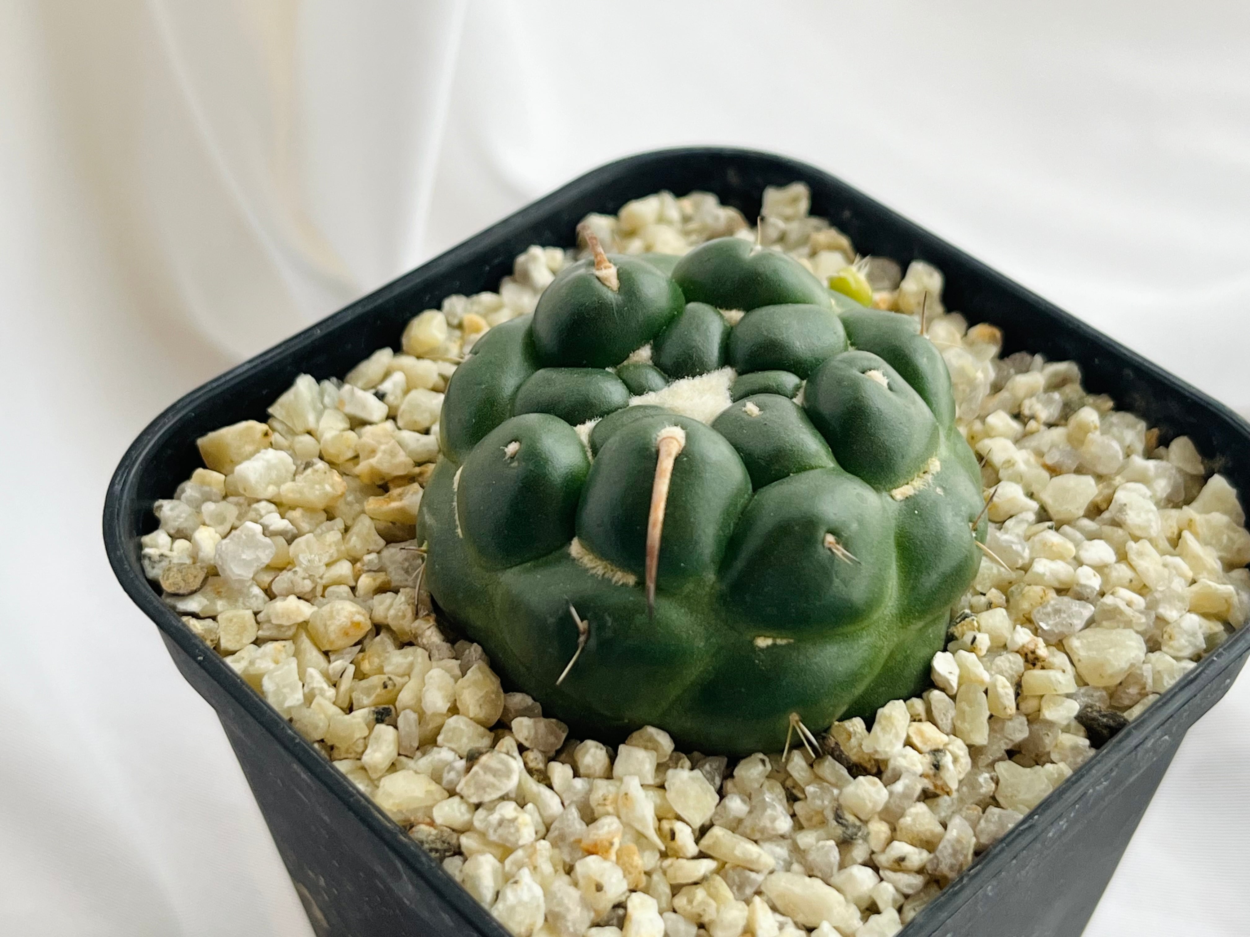 サボテン コリファンタ 棘無し象牙丸 カキコ