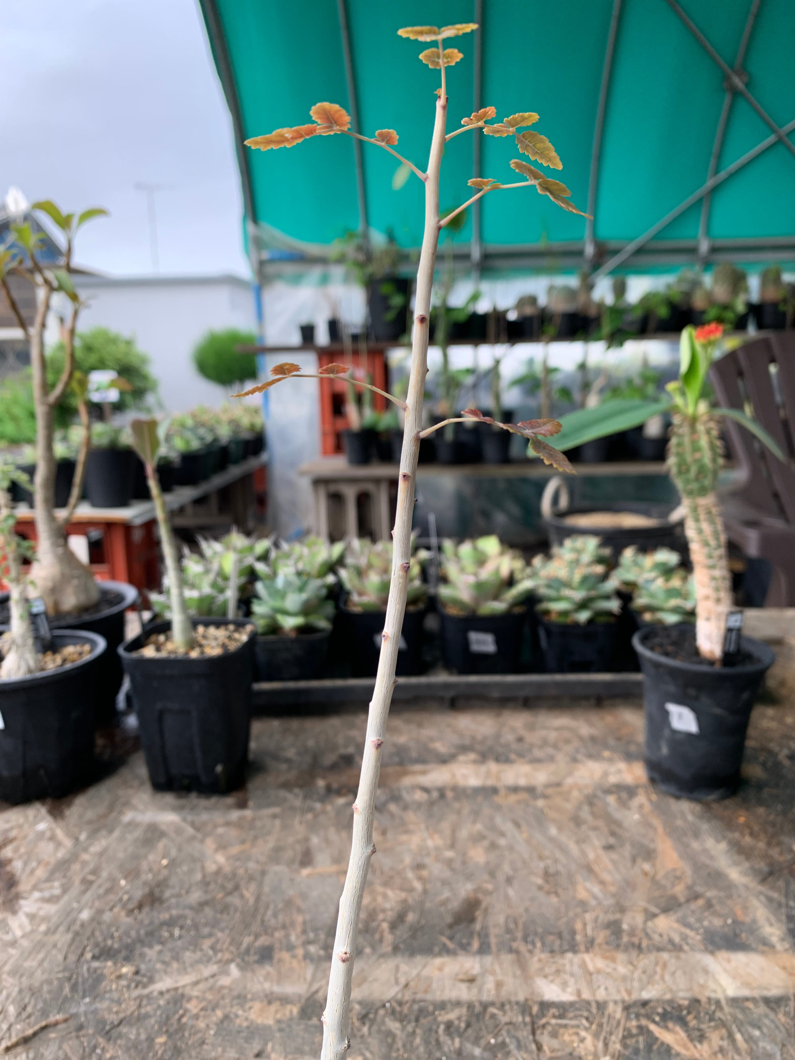 ボスウェリア ディオスコリディス 【送料着払い】19 | CACTUS330