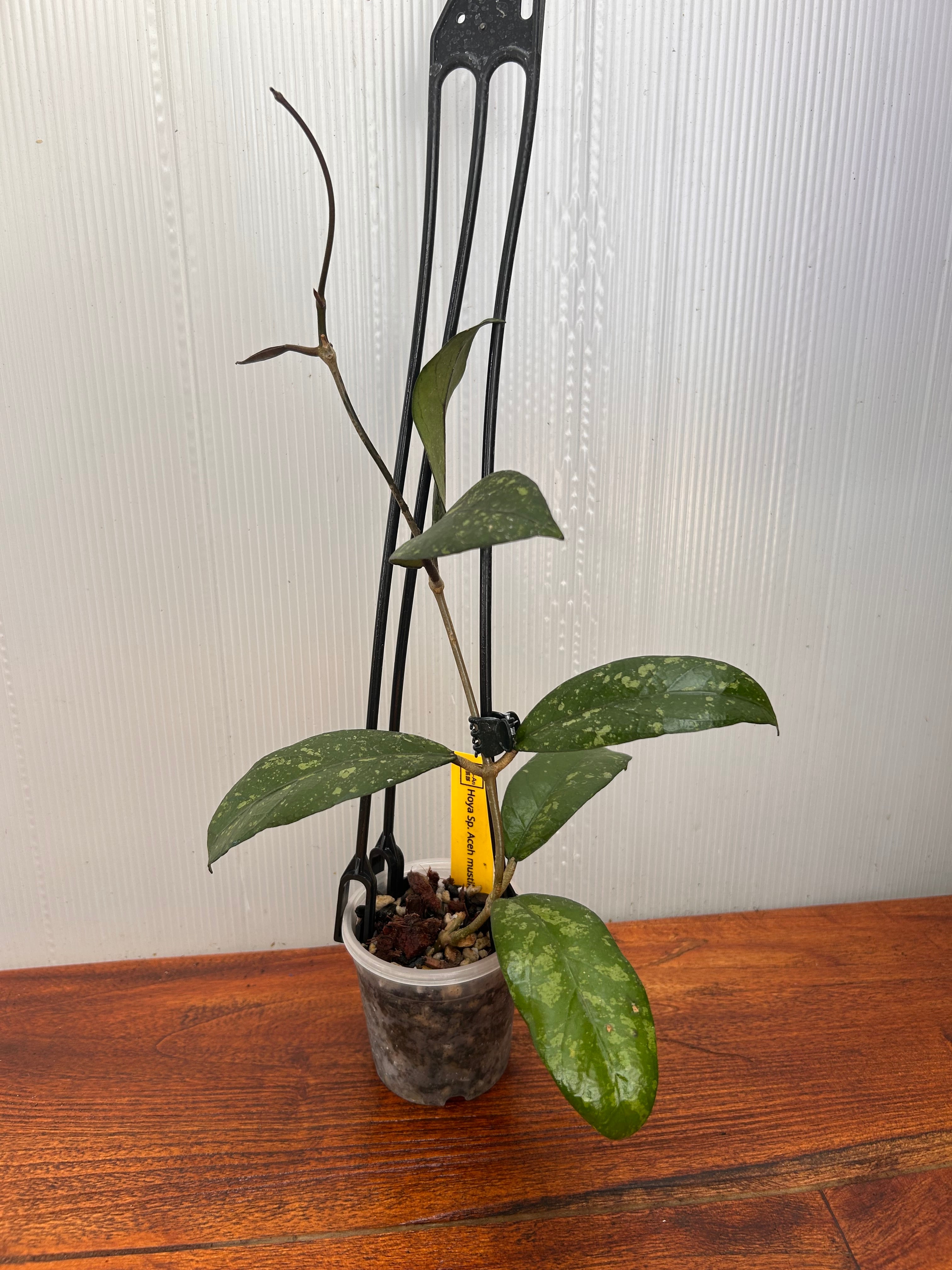 ホヤ 　大株 Hoya | BALI-AN 園芸