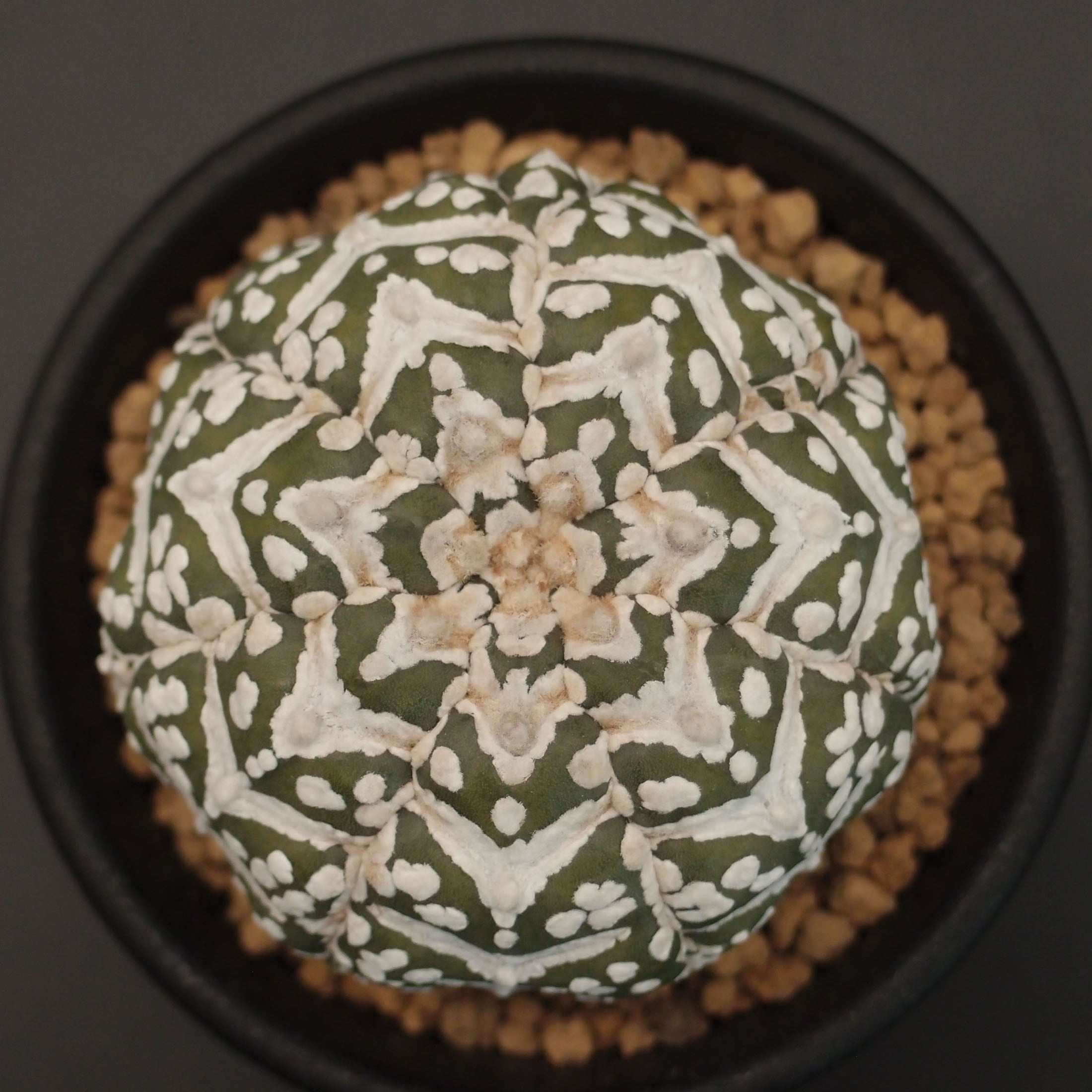 アストロフィツム属 | 万緑 BAN RYOKU