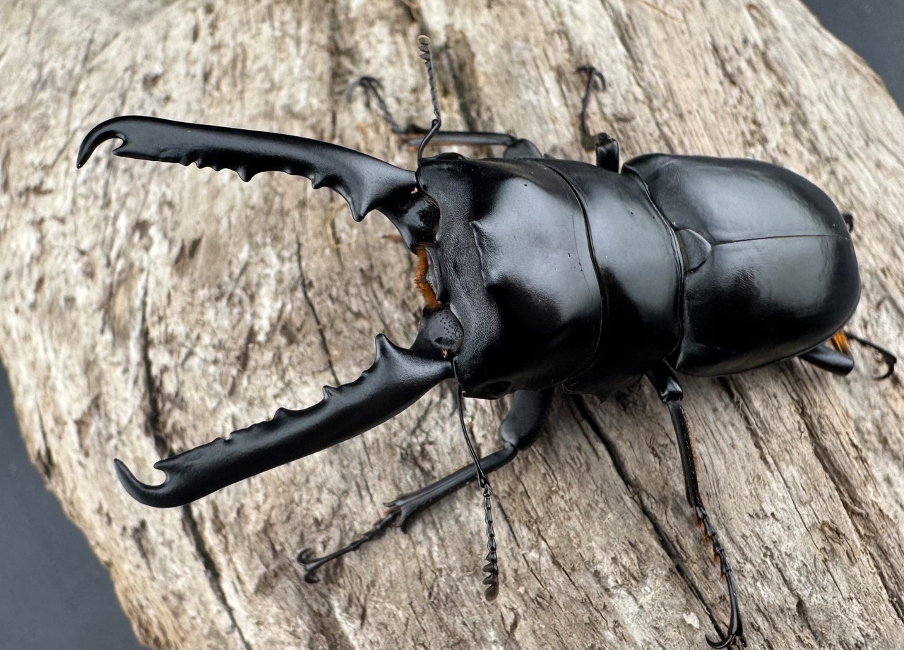 【WF2】《ゲルツルードノコギリクワガタ 58mm ペア》